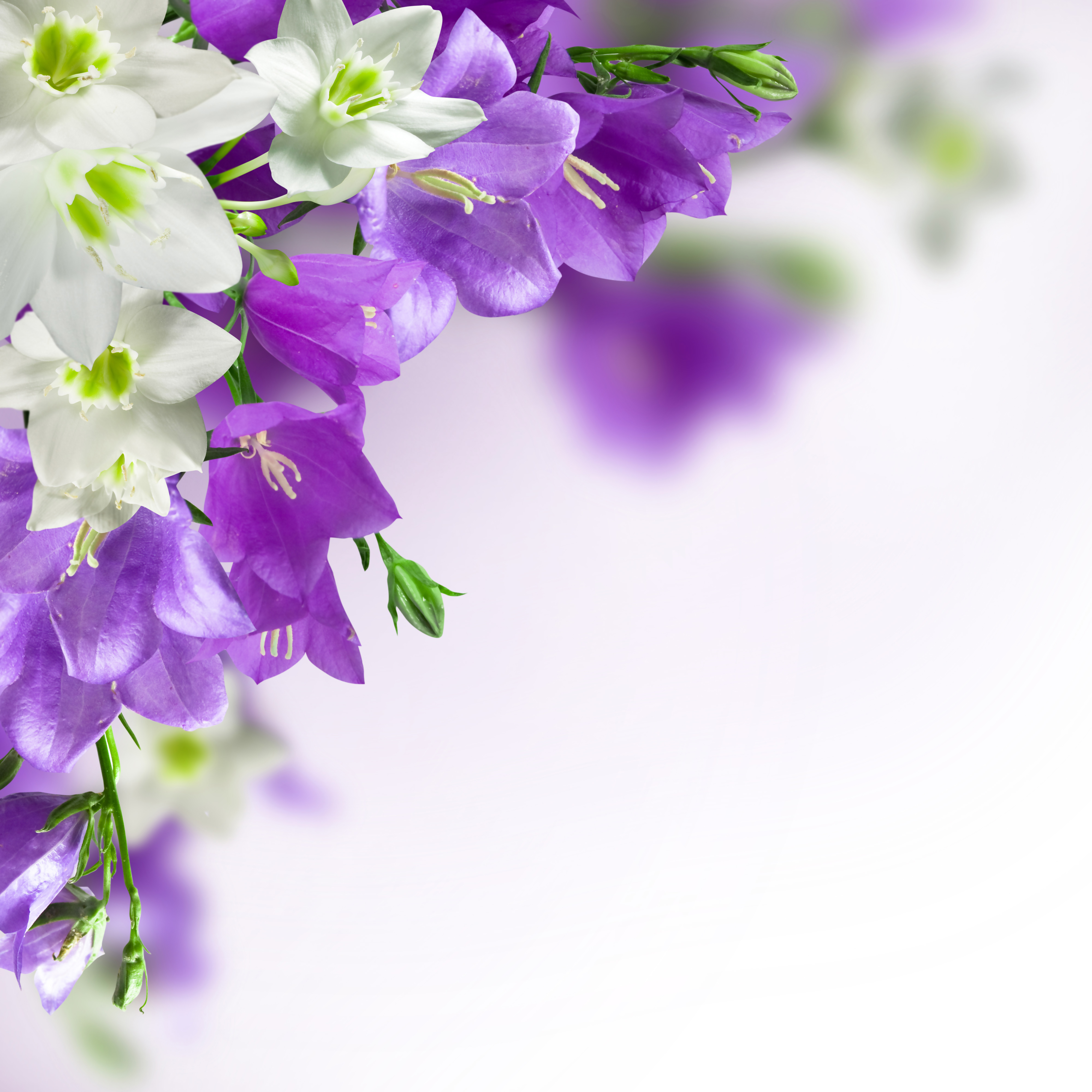 Purple Flowers White Background