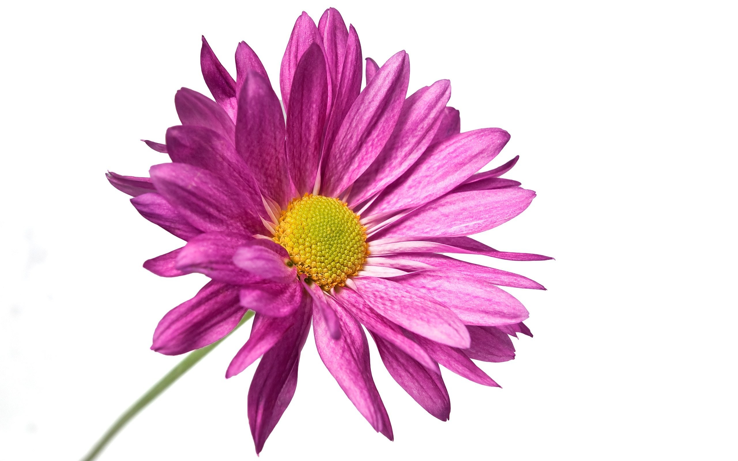 Purple Flowers White Background