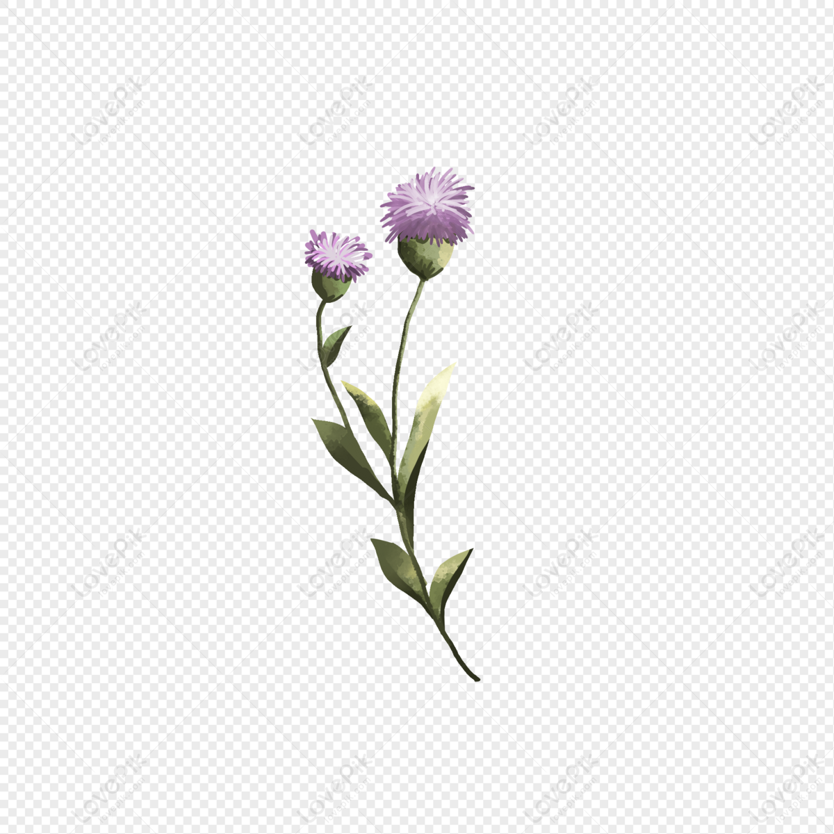 Purple Flowers White Background