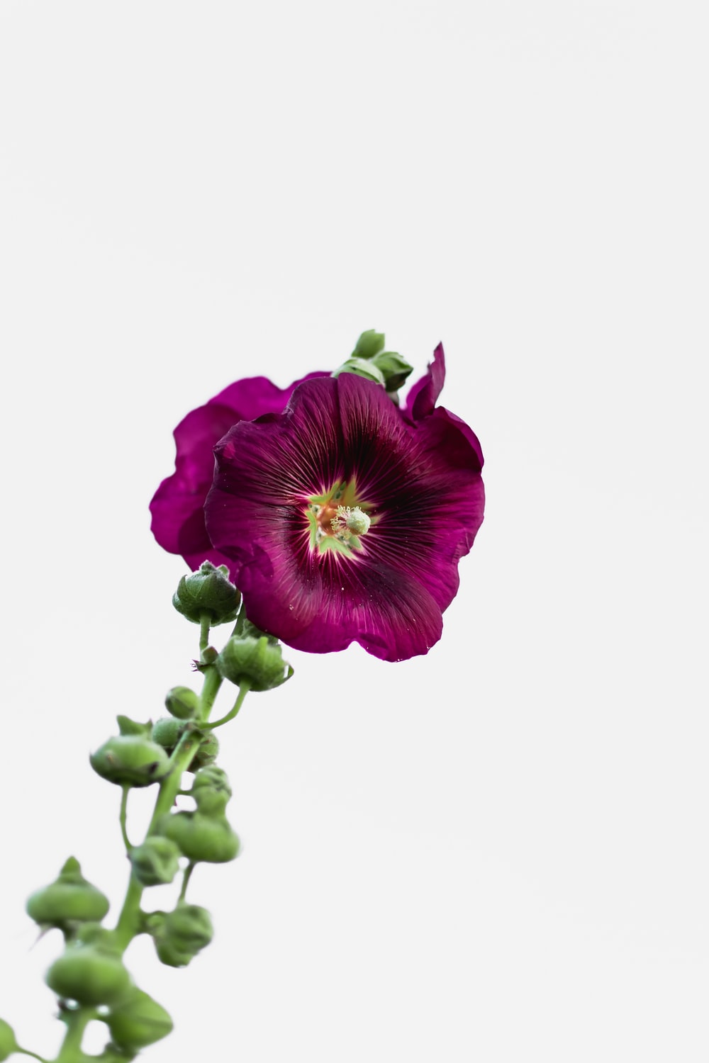 Purple Flowers White Background