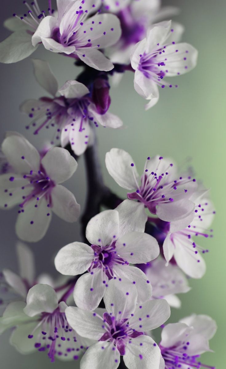 Purple Flowers White Background