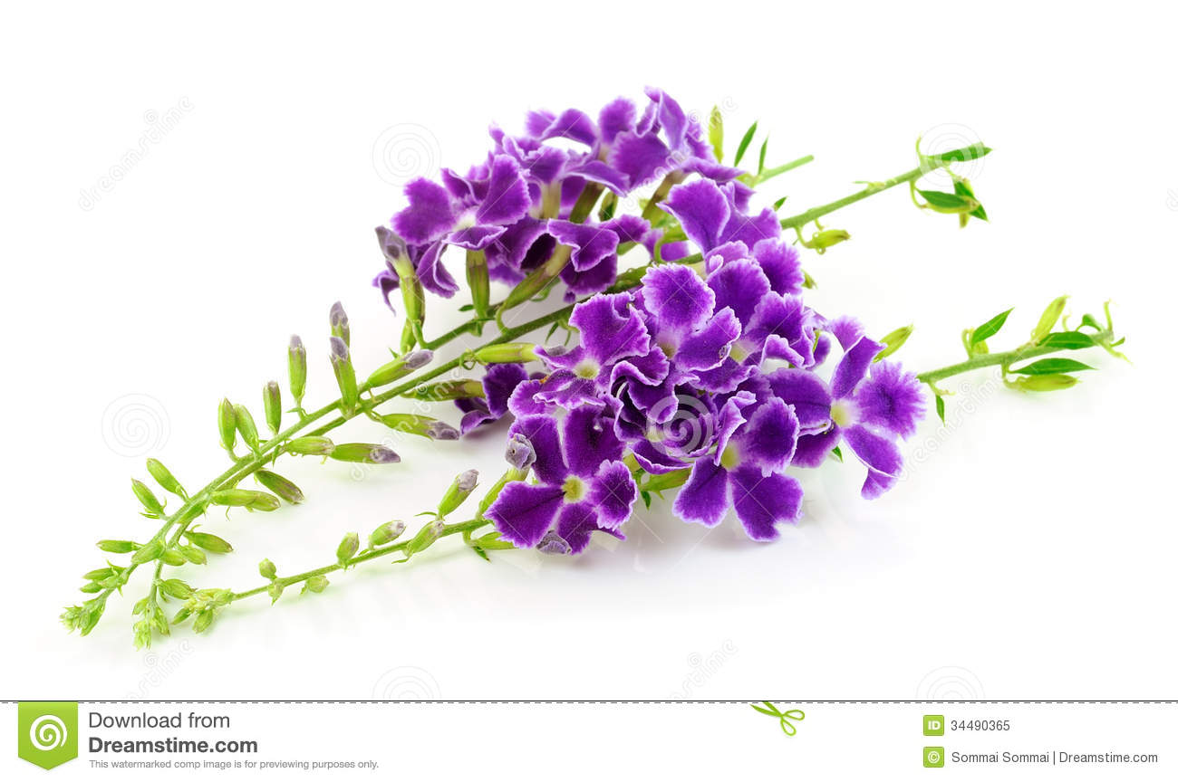 Purple Flowers White Background