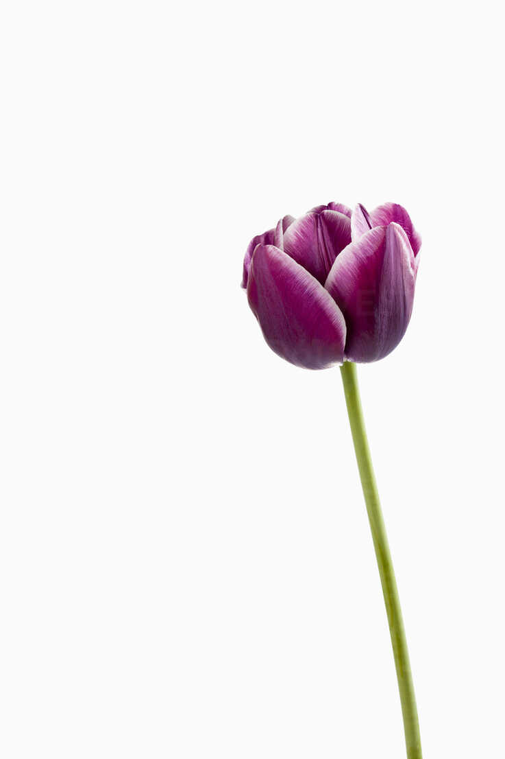 Purple Flowers White Background