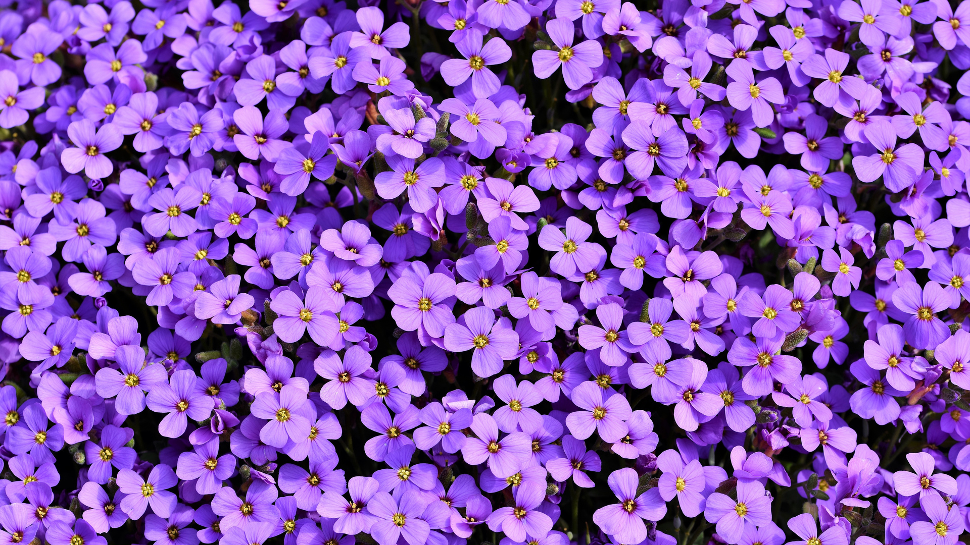 Purple Laptop Background