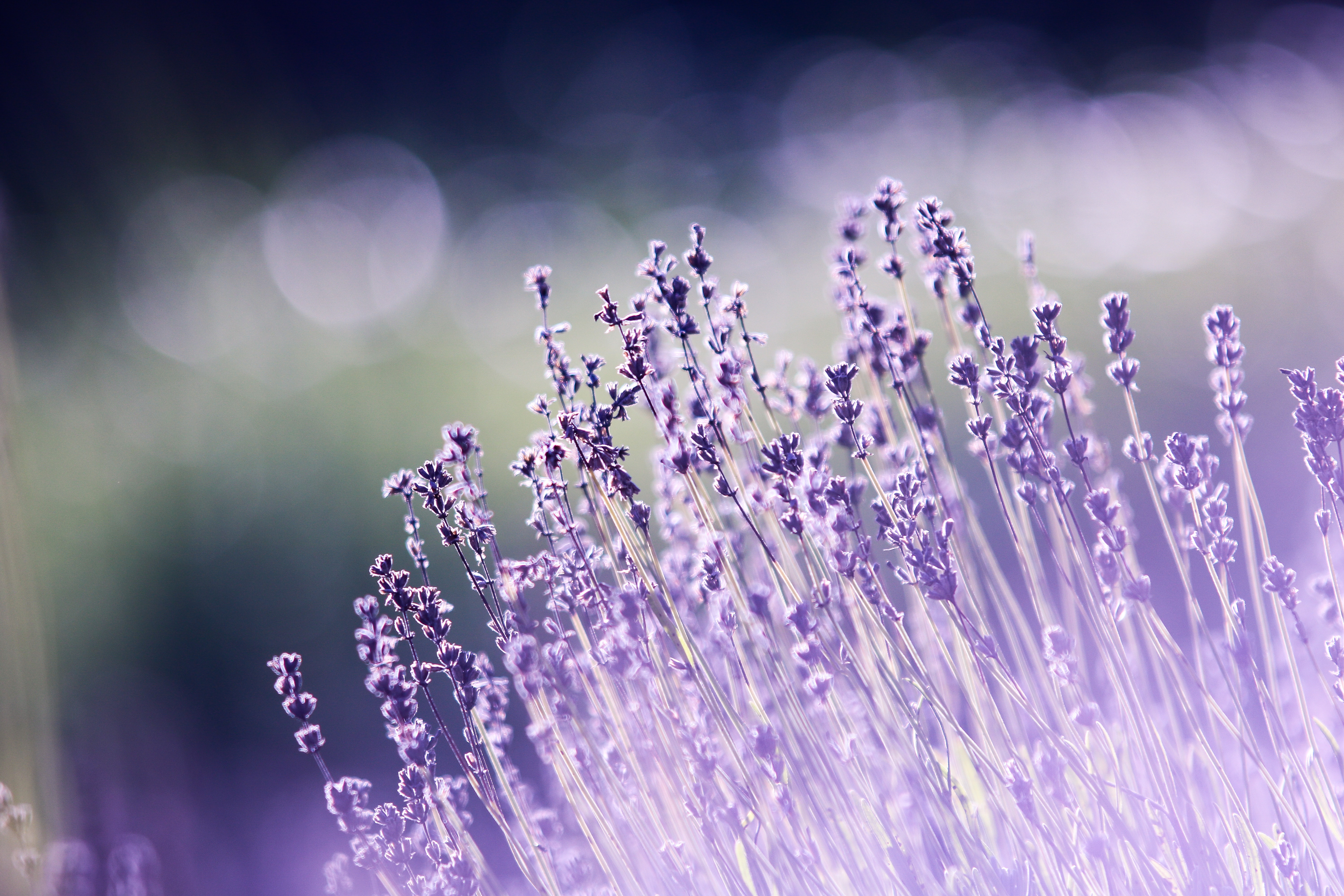 Purple Lavender Wallpapers