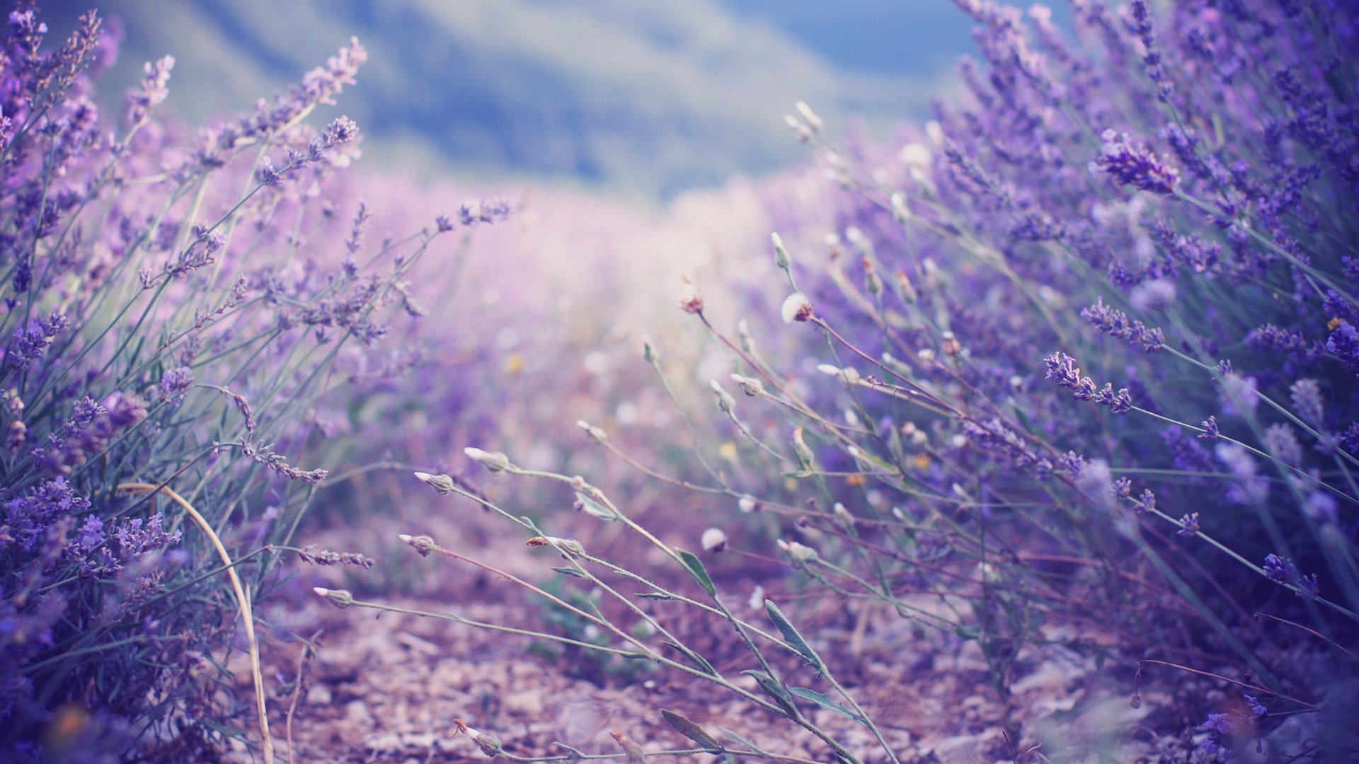 Purple Lavender Wallpapers