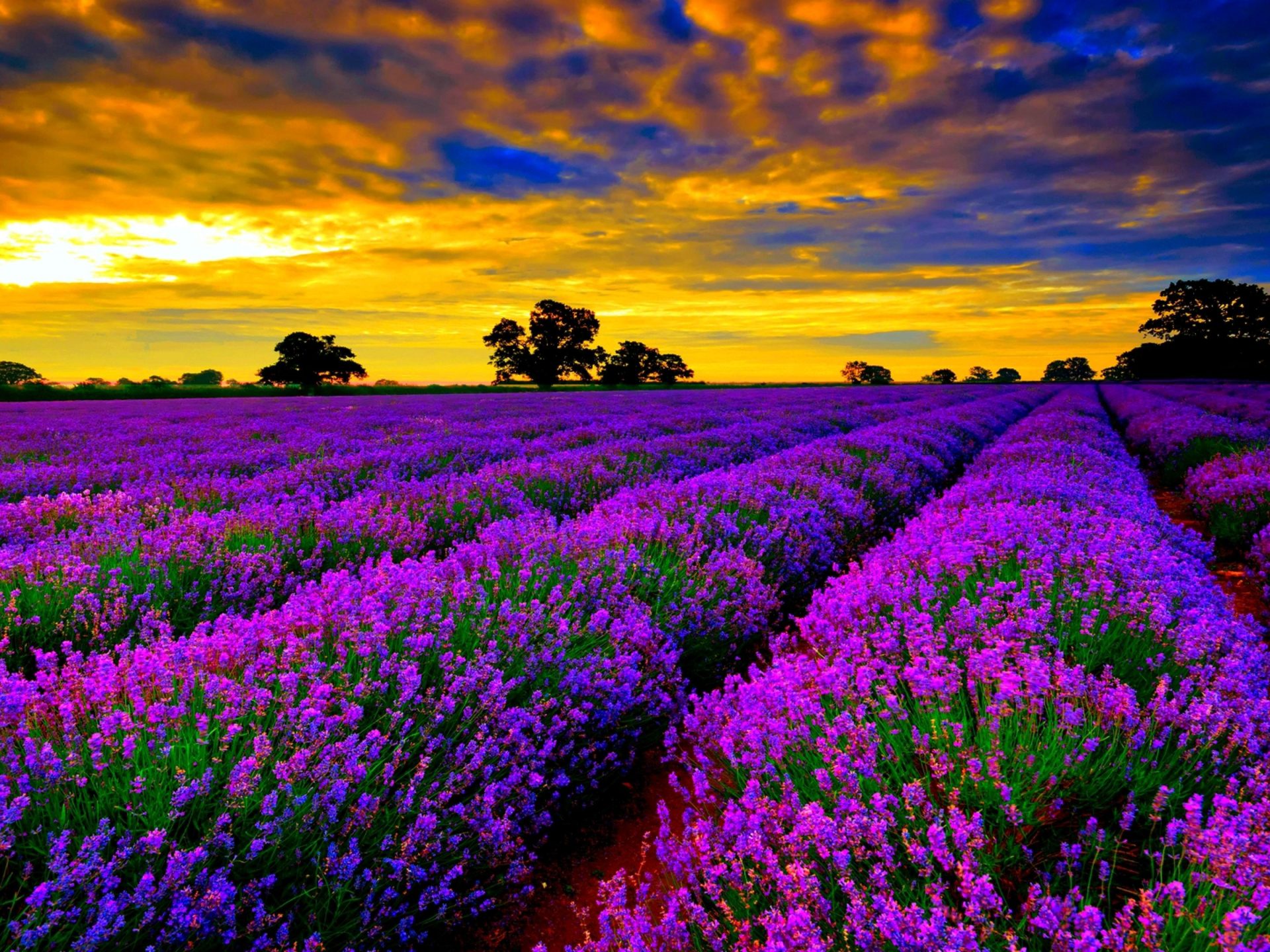 Purple Lavender Wallpapers