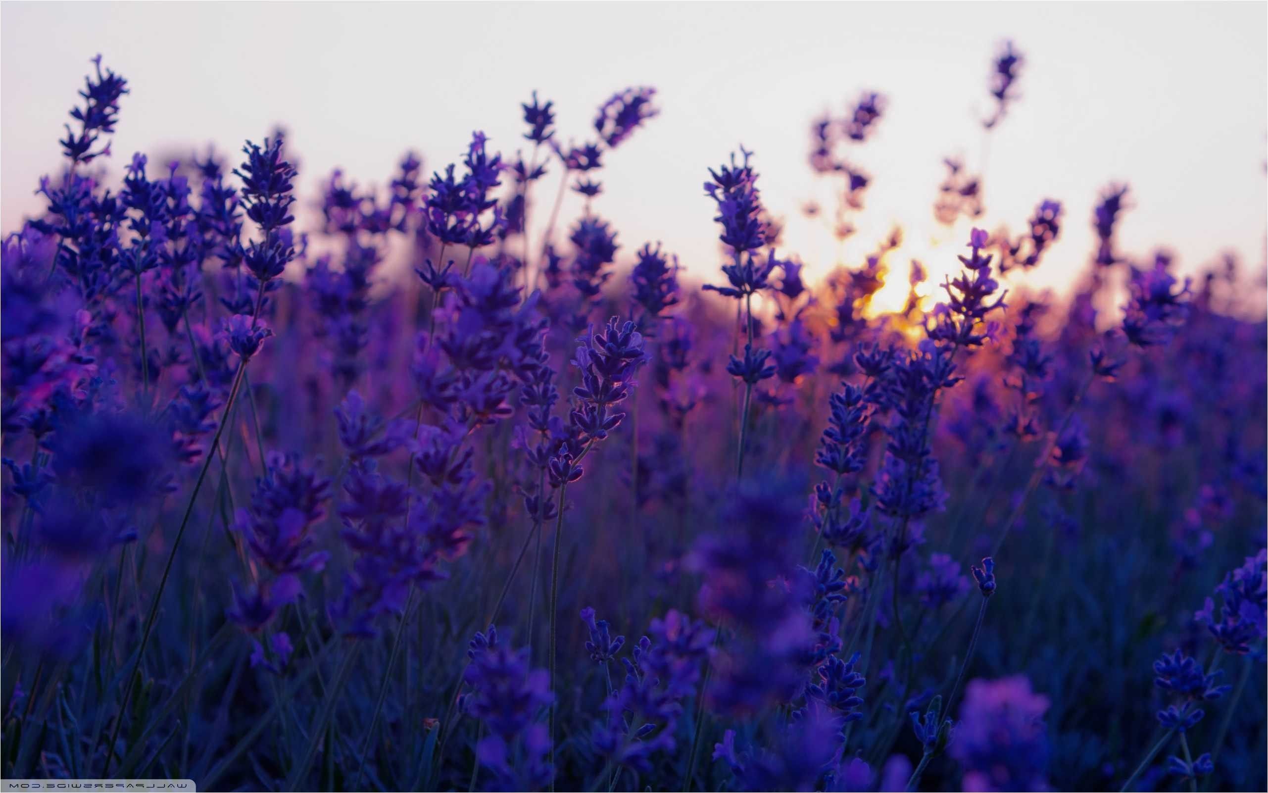 Purple Lavender Wallpapers