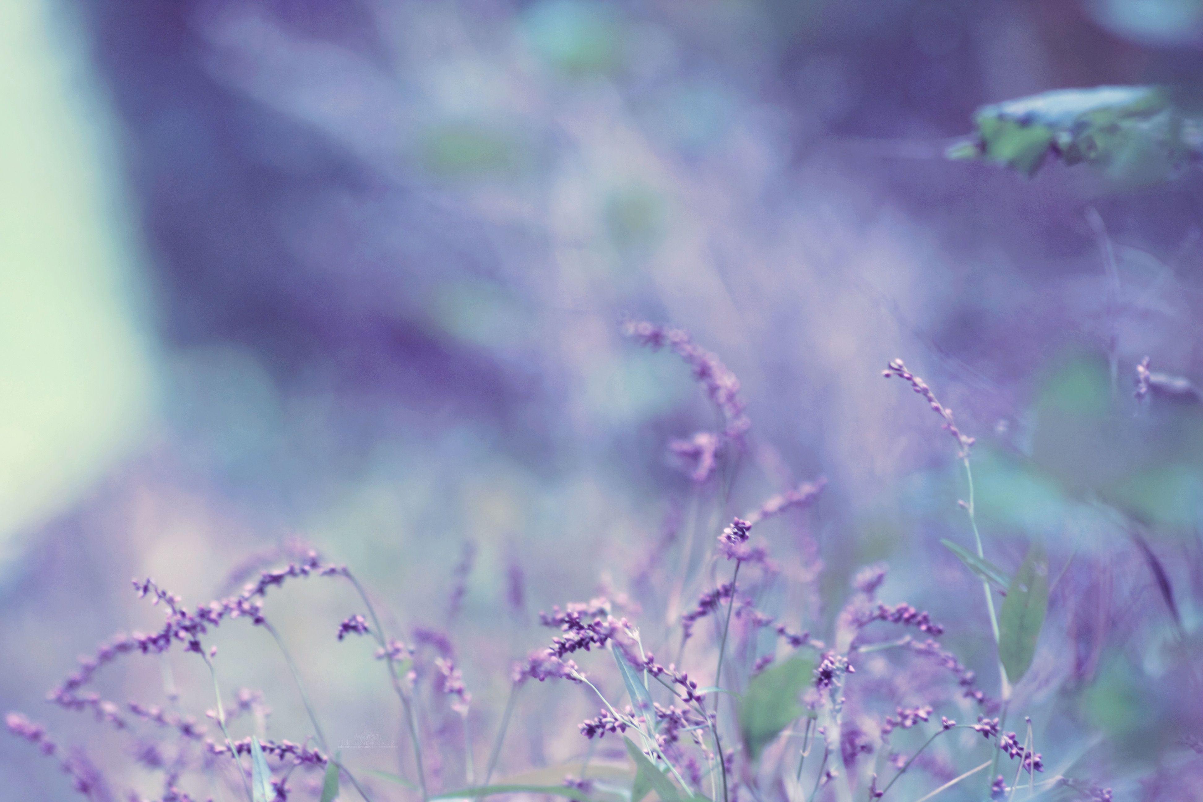 Purple Lavender Wallpapers