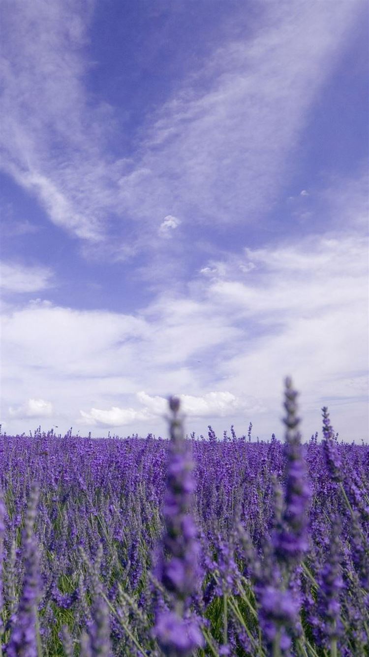 Purple Lavender Wallpapers