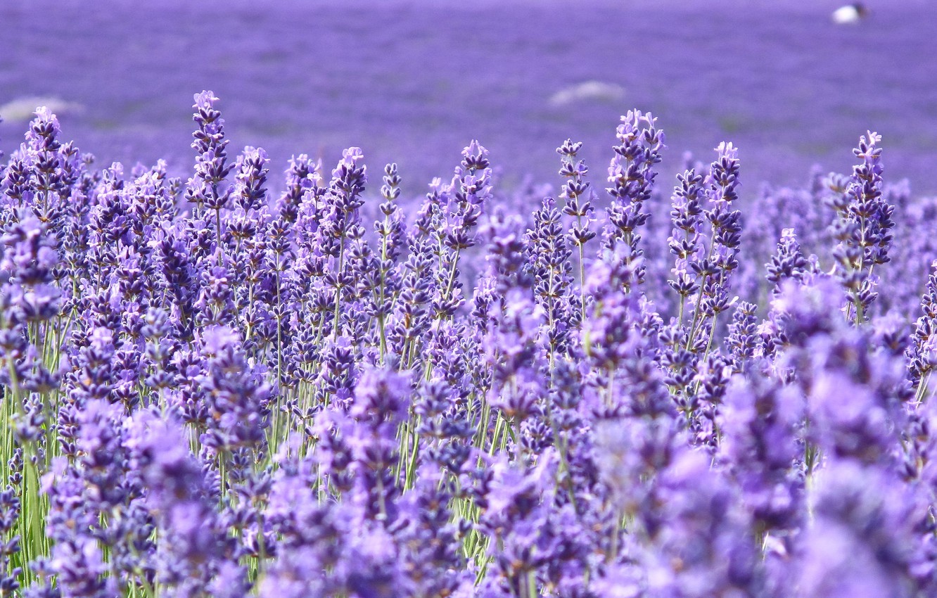 Purple Lavender Wallpapers