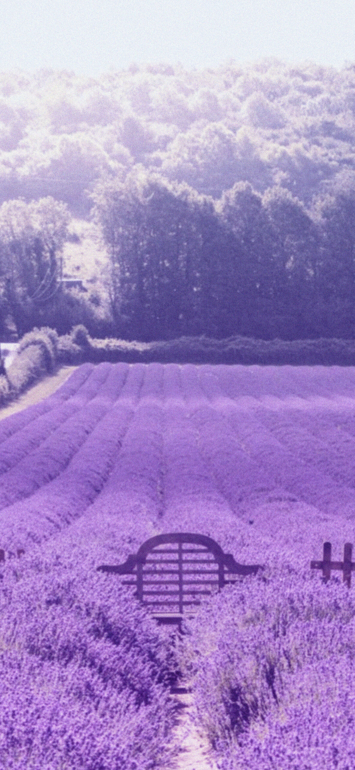 Purple Lavender Wallpapers