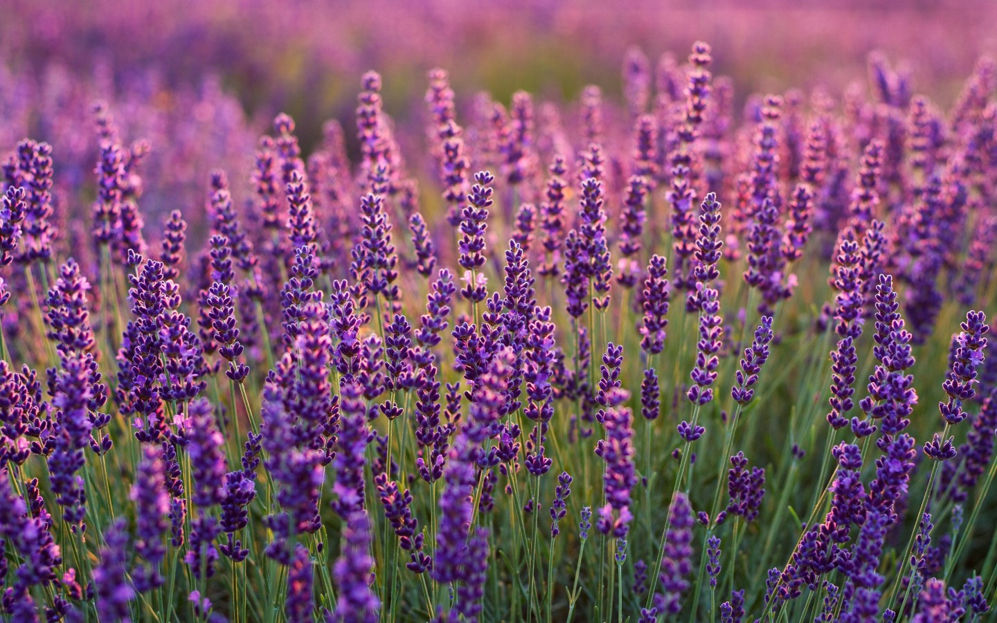 Purple Lavender Wallpapers