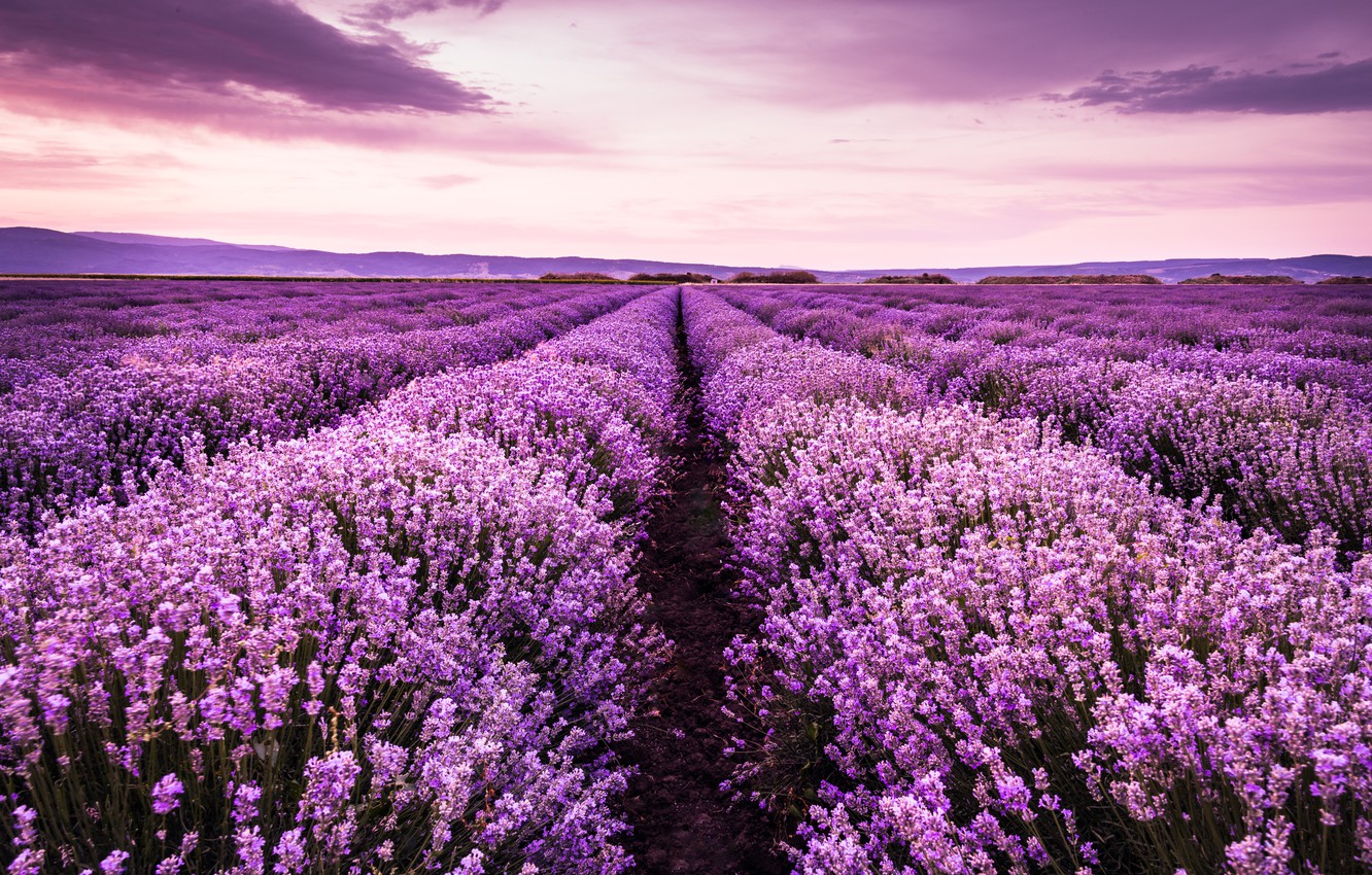 Purple Lavender Wallpapers