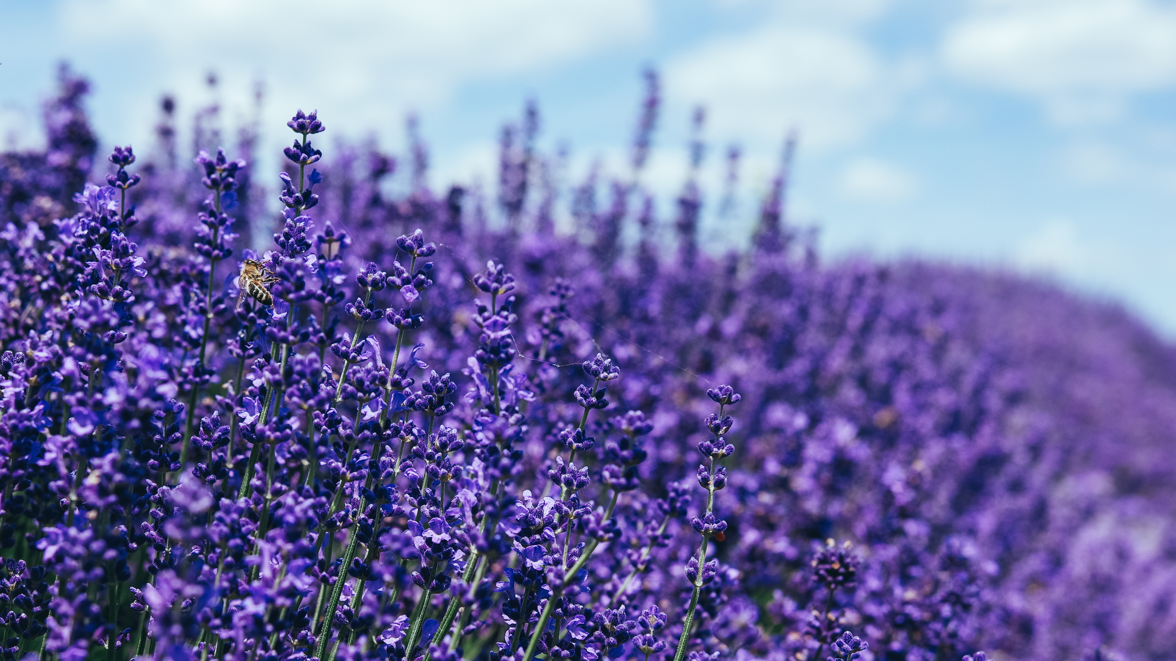 Purple Lavender Wallpapers