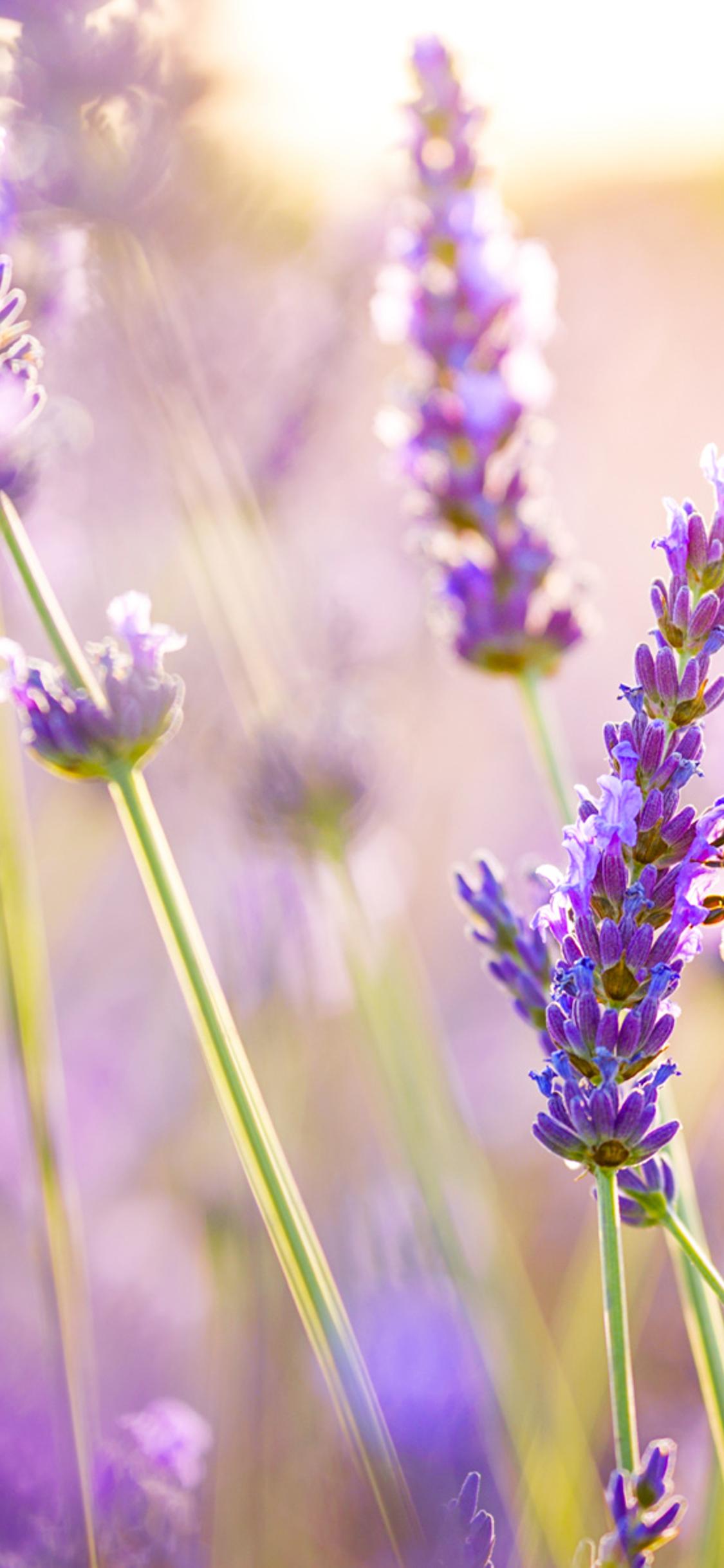 Purple Lavender Wallpapers