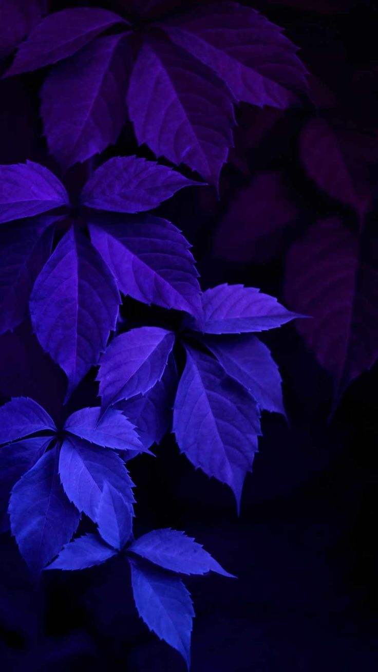 Purple Leaf Wallpapers