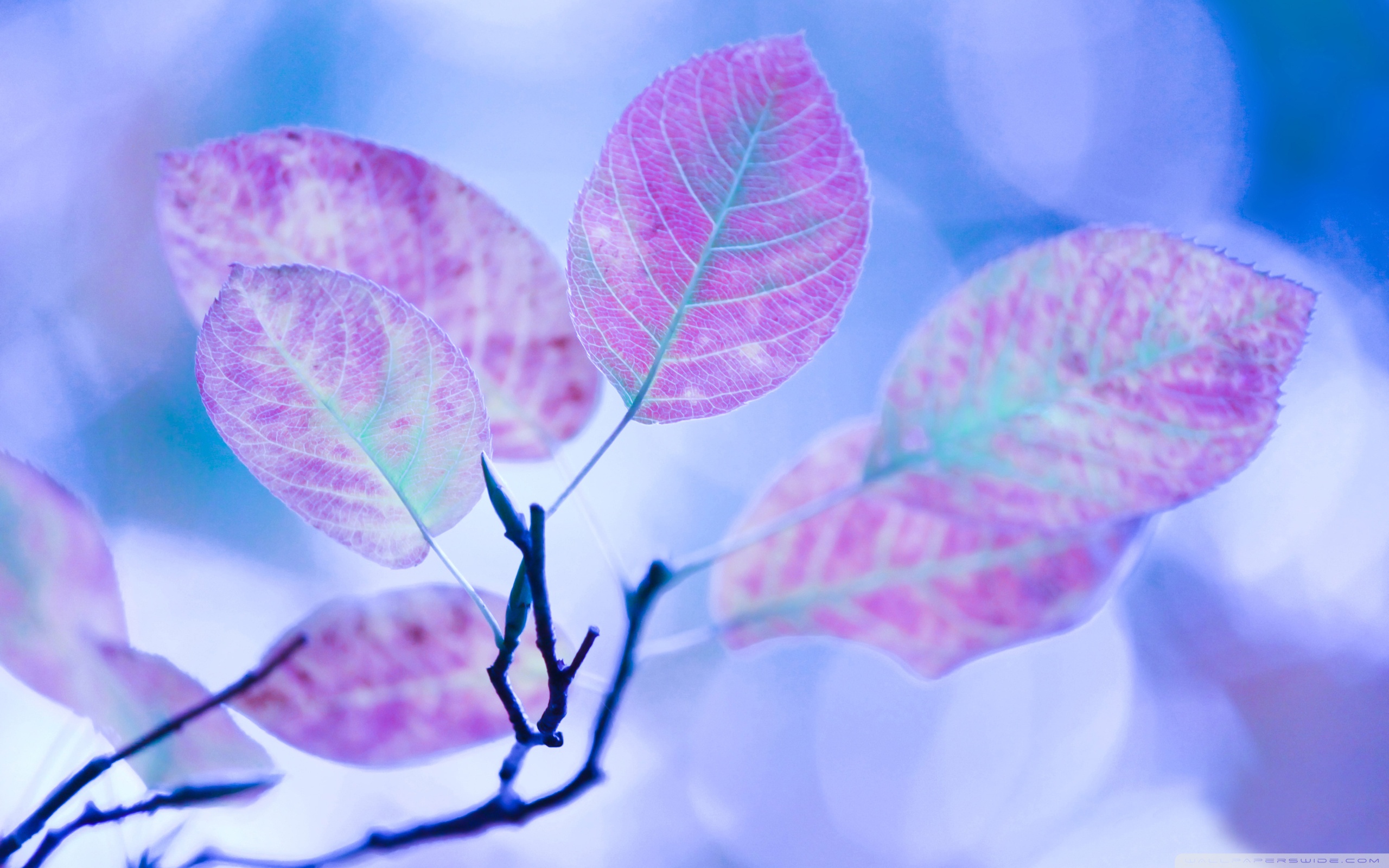 Purple Leaf Wallpapers