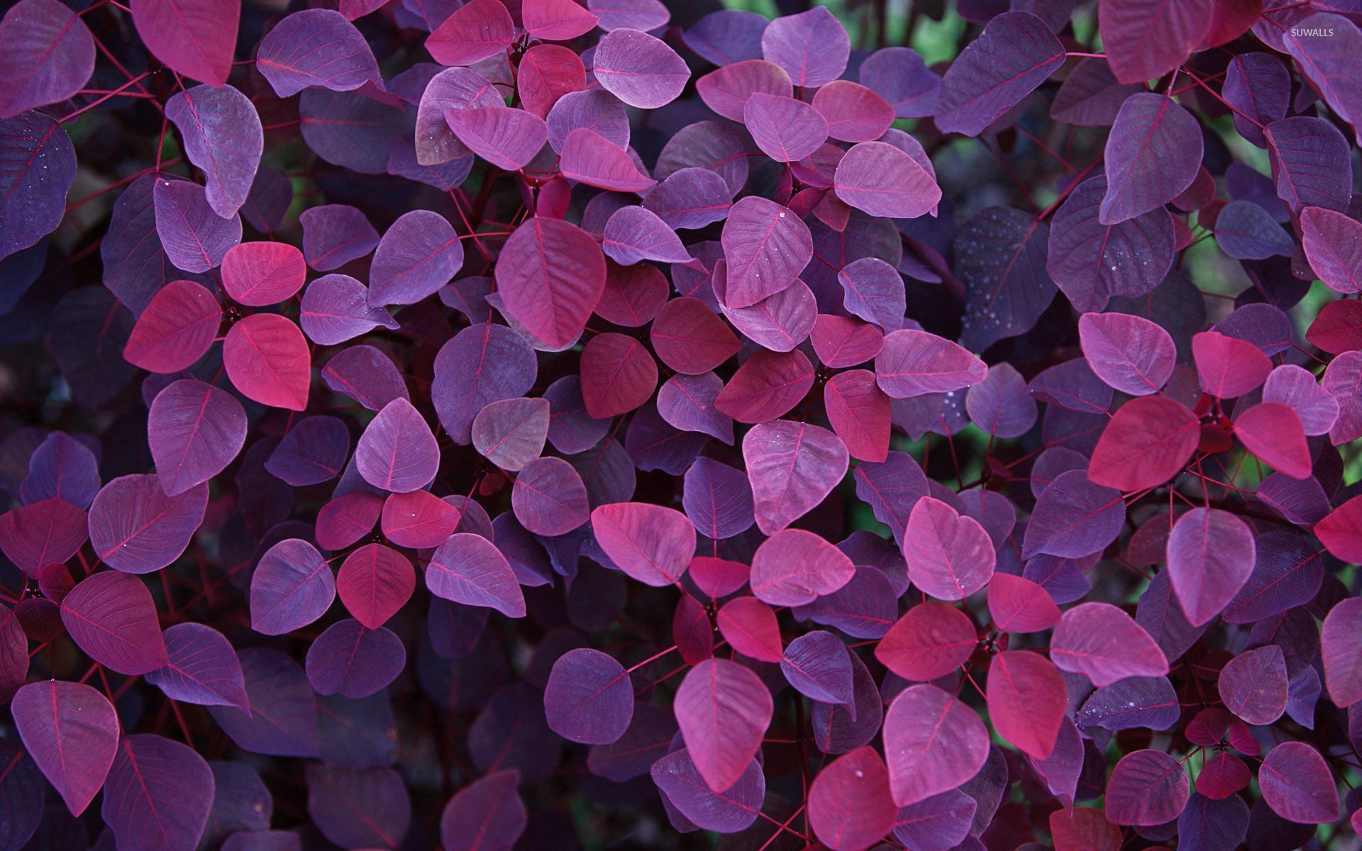 Purple Leaf Wallpapers