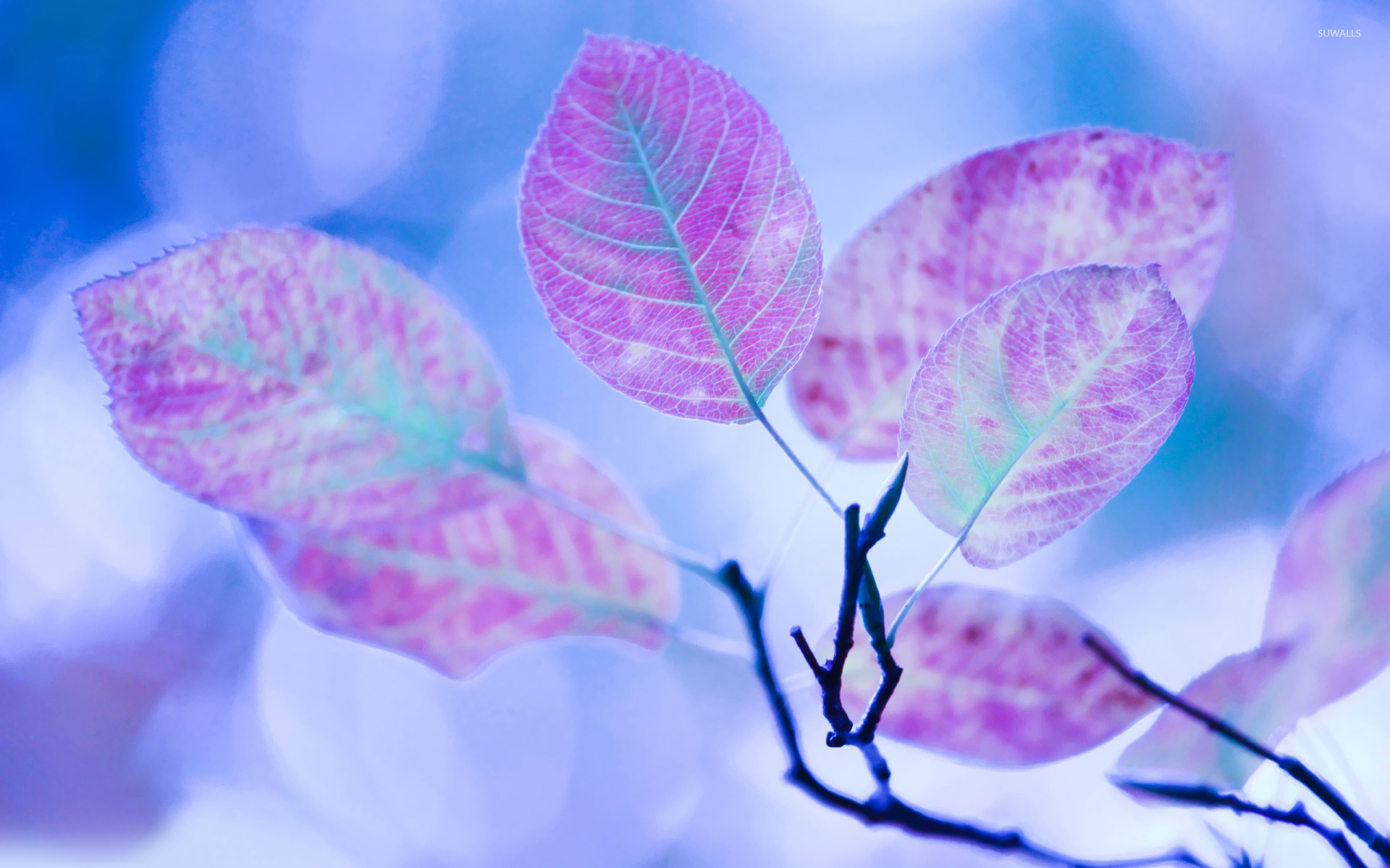 Purple Leaf Wallpapers