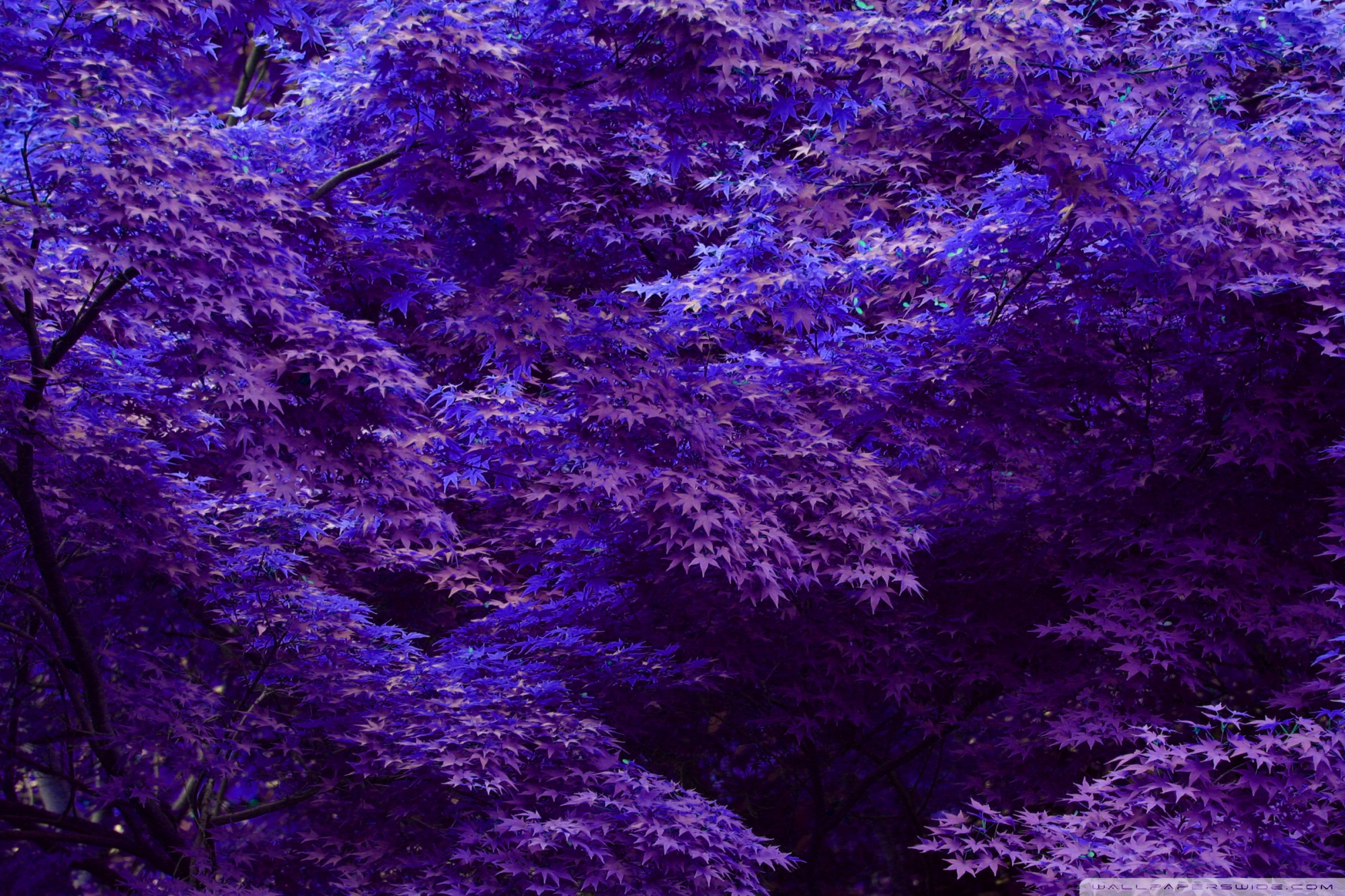 Purple Leaf Wallpapers