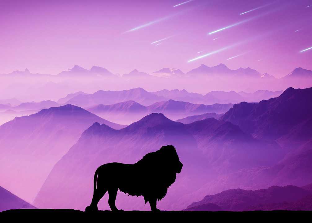 Purple Lion Wallpapers