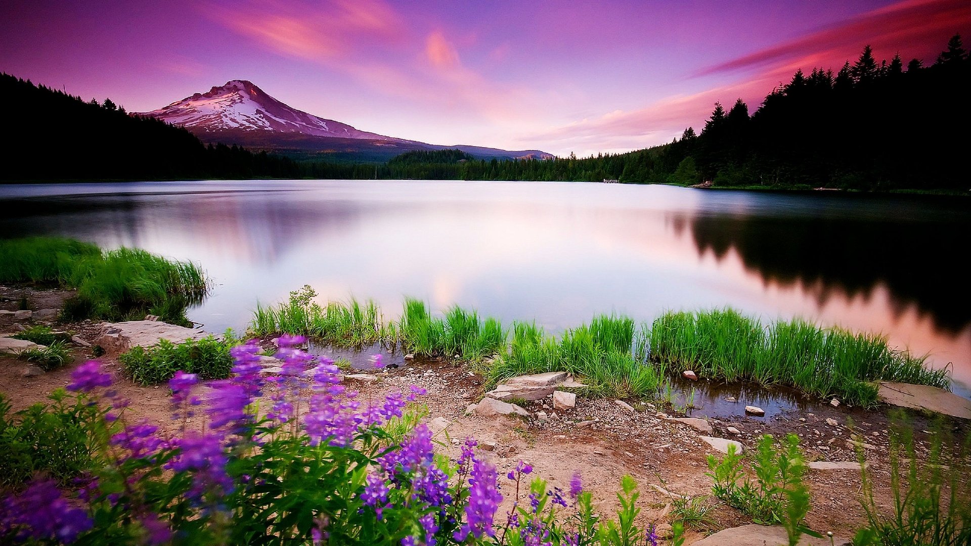 Purple Nature Wallpapers