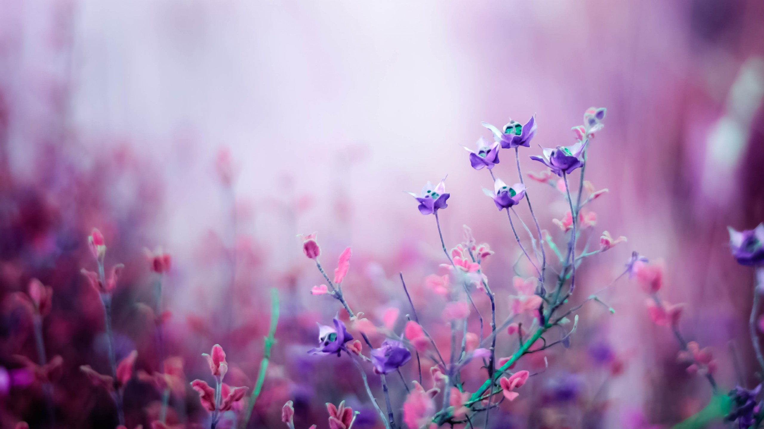 Purple Nature Wallpapers