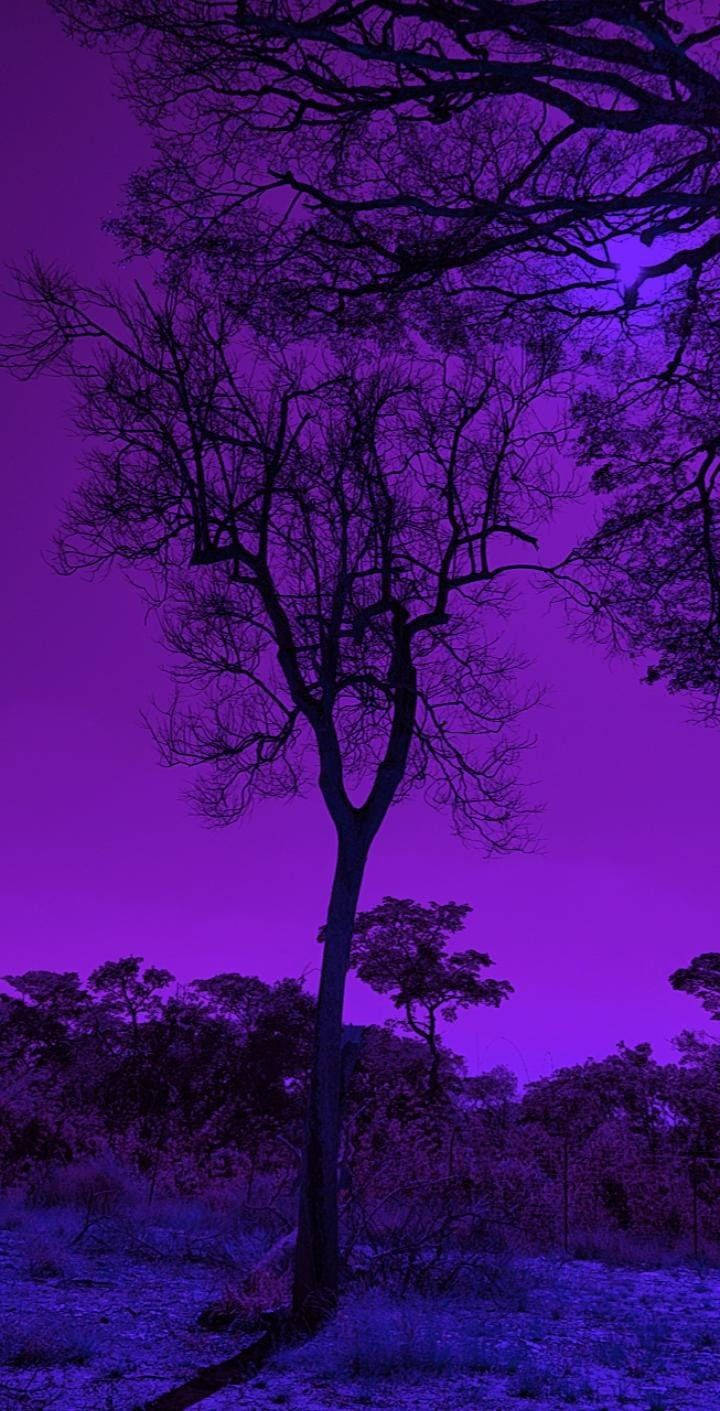 Purple Nature Wallpapers