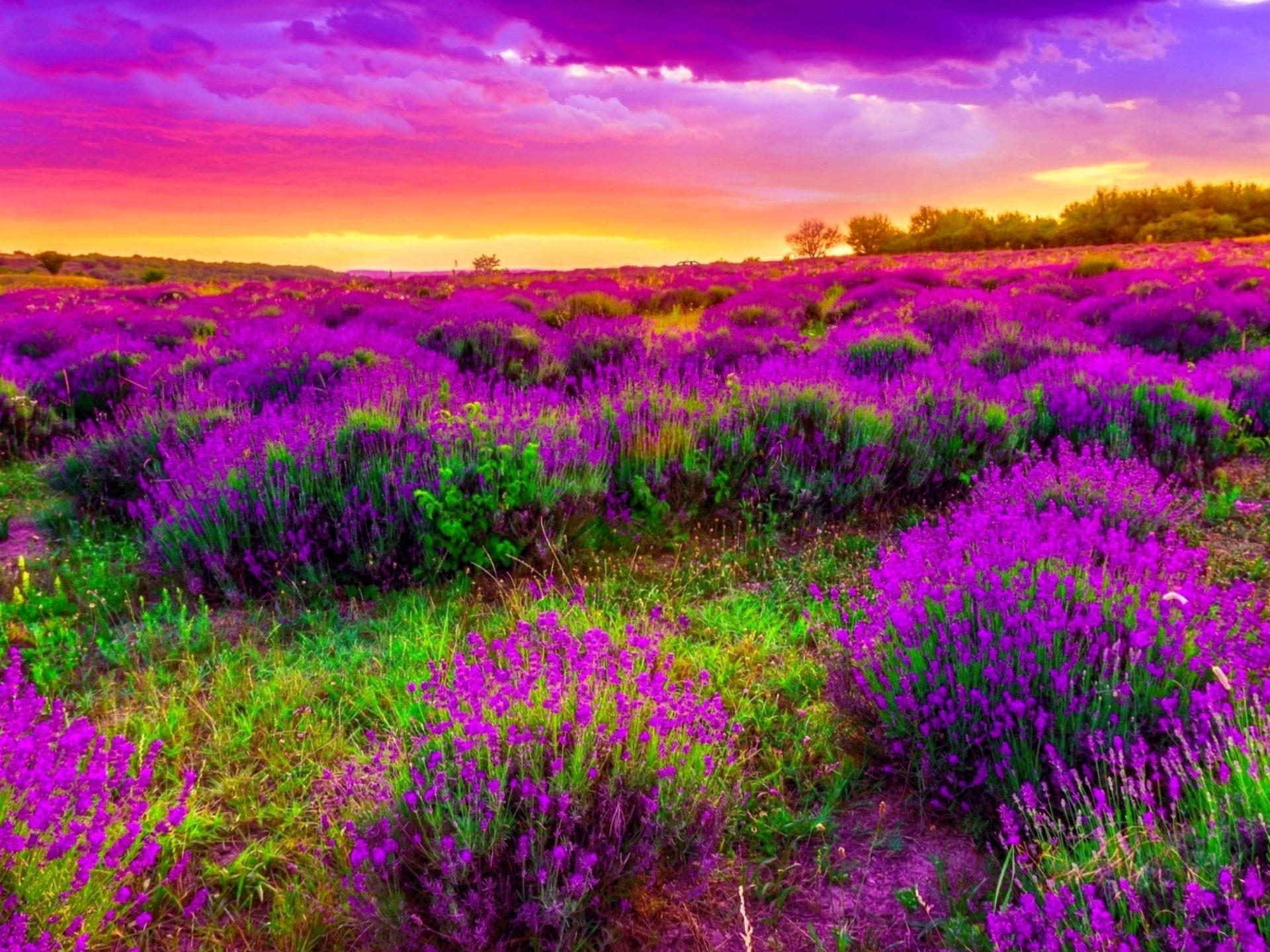 Purple Nature Wallpapers