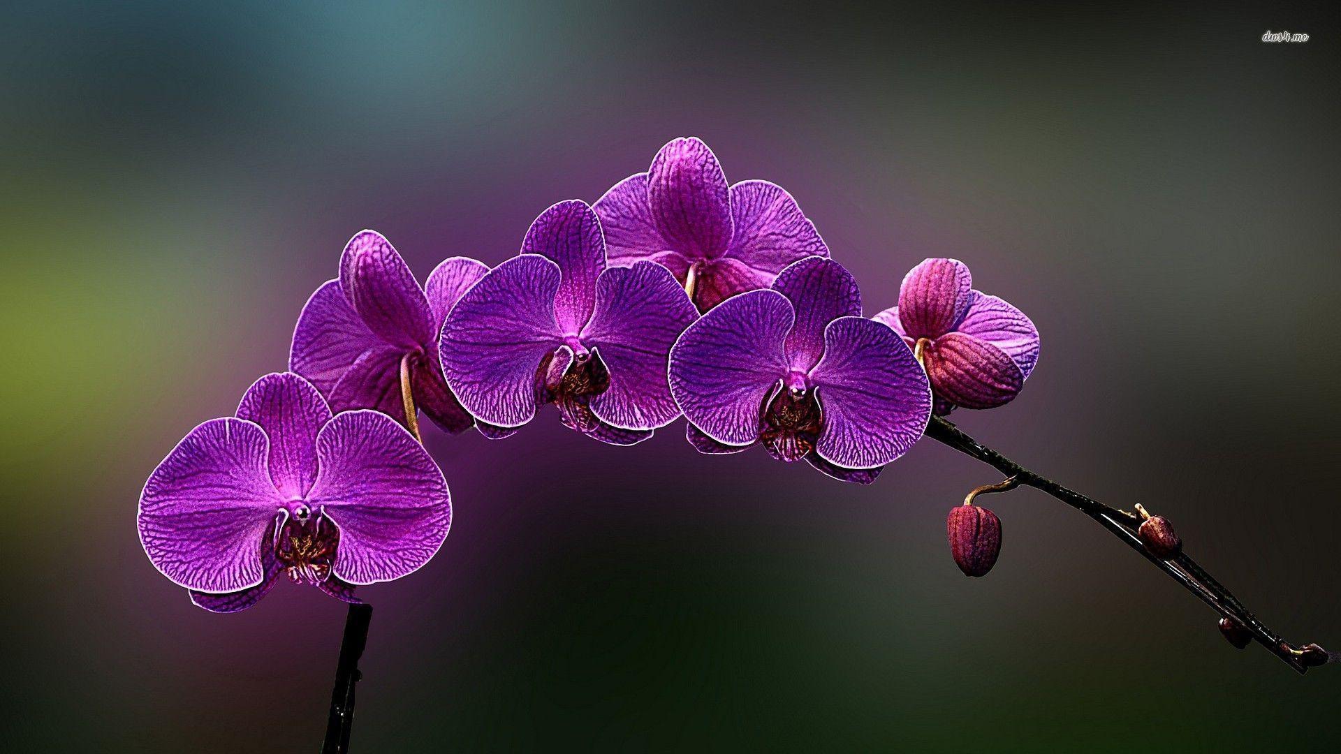 Purple Orchids Wallpapers