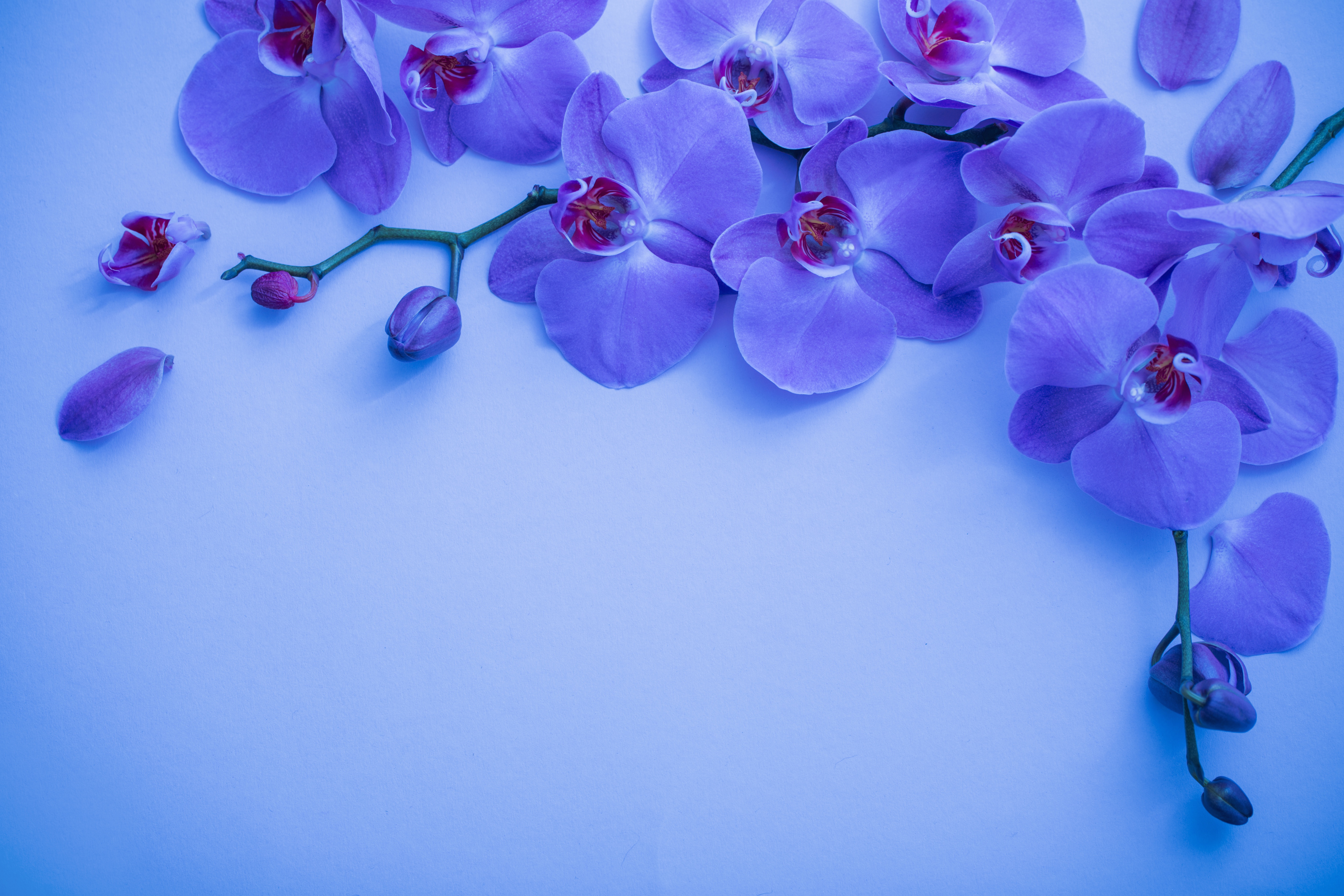 Purple Orchids Wallpapers