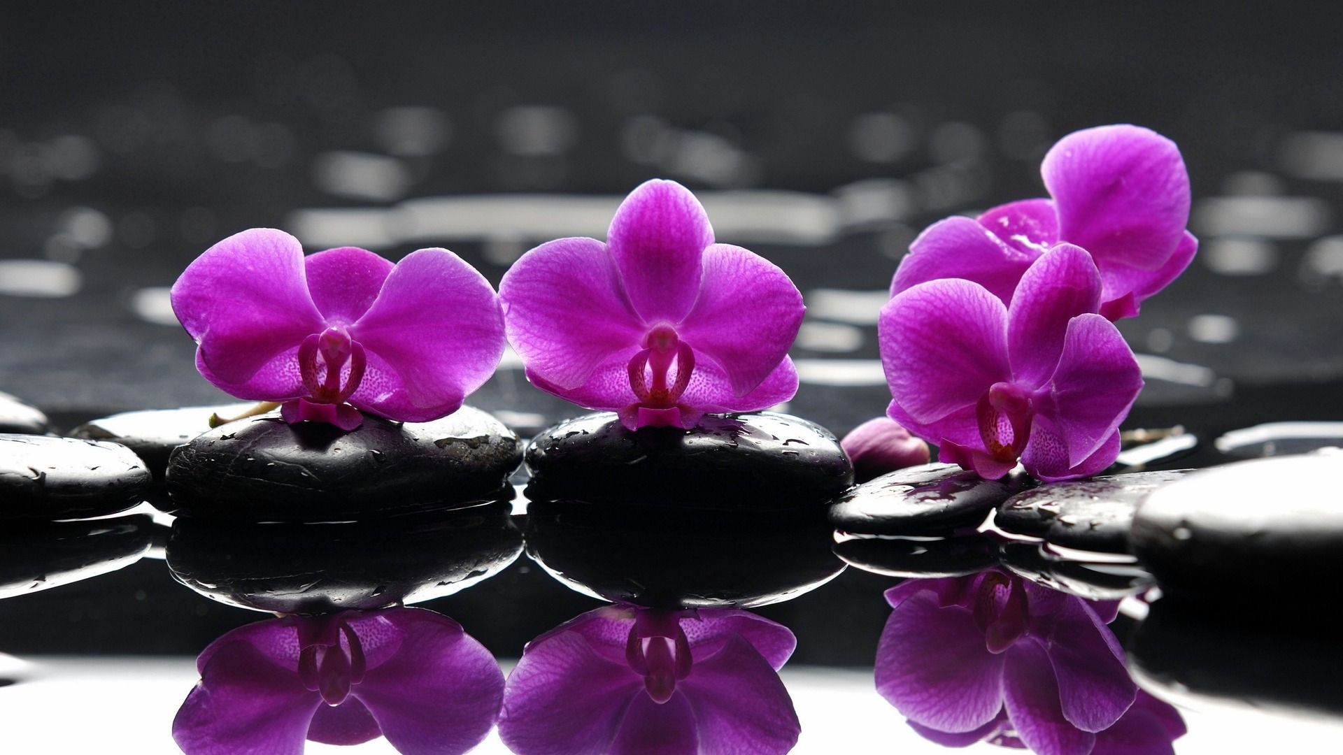 Purple Orchids Wallpapers