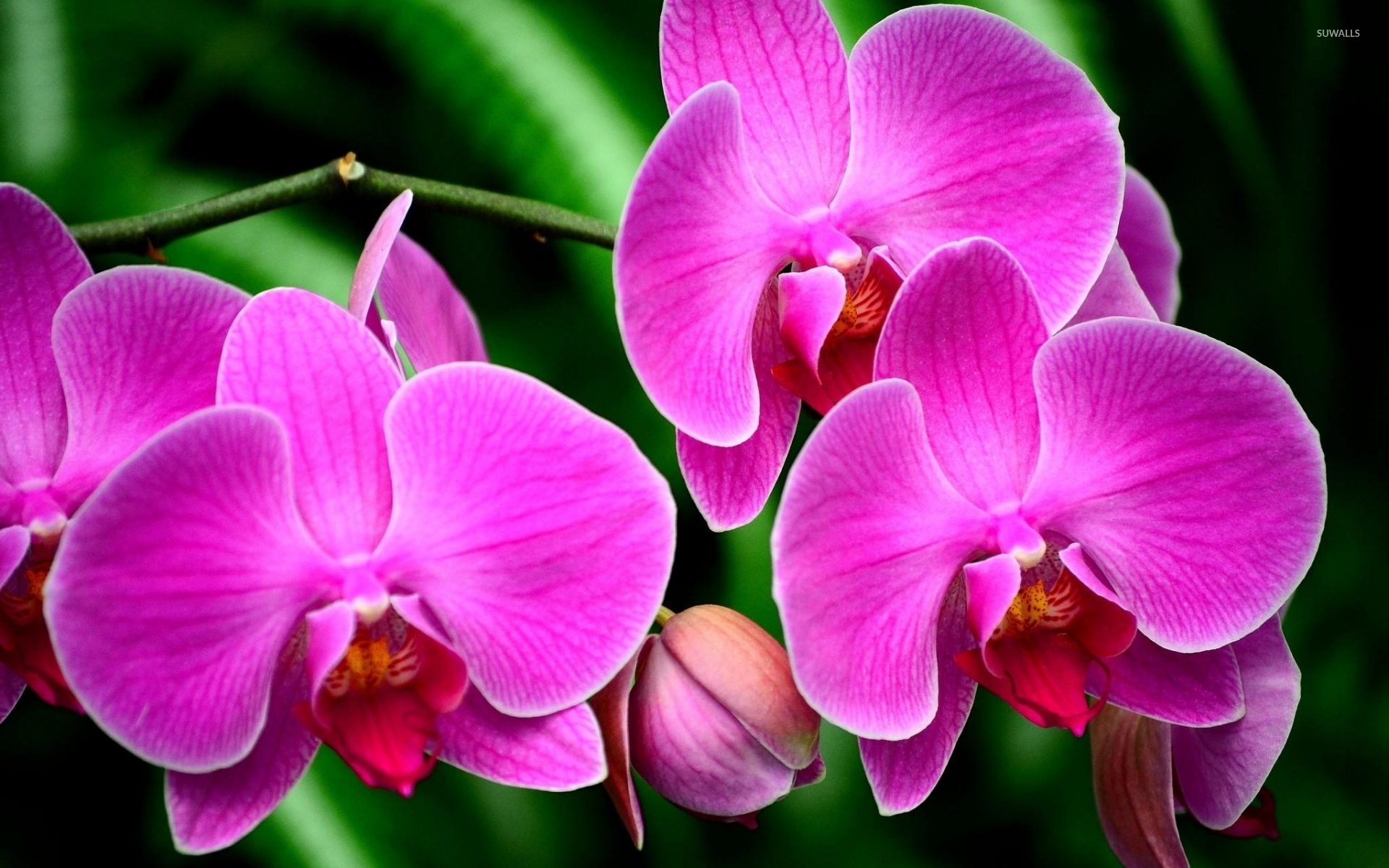 Purple Orchids Wallpapers