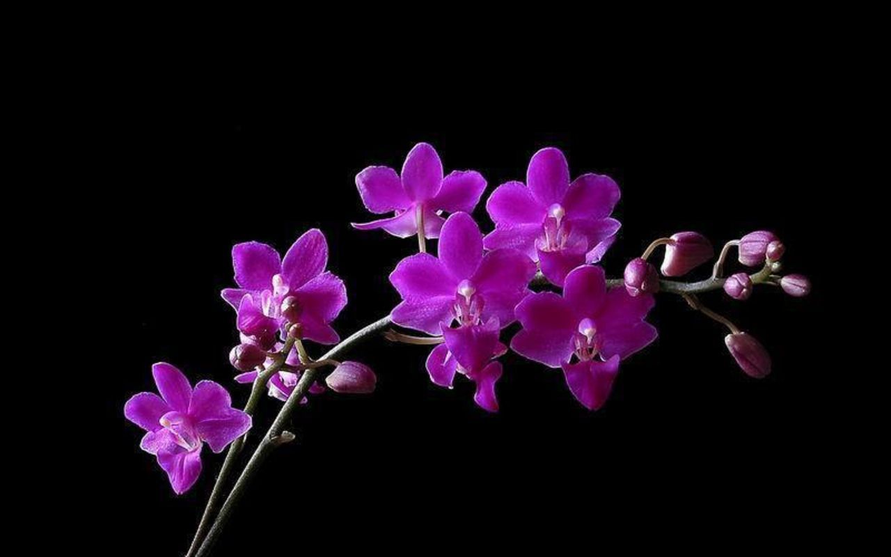 Purple Orchids Wallpapers