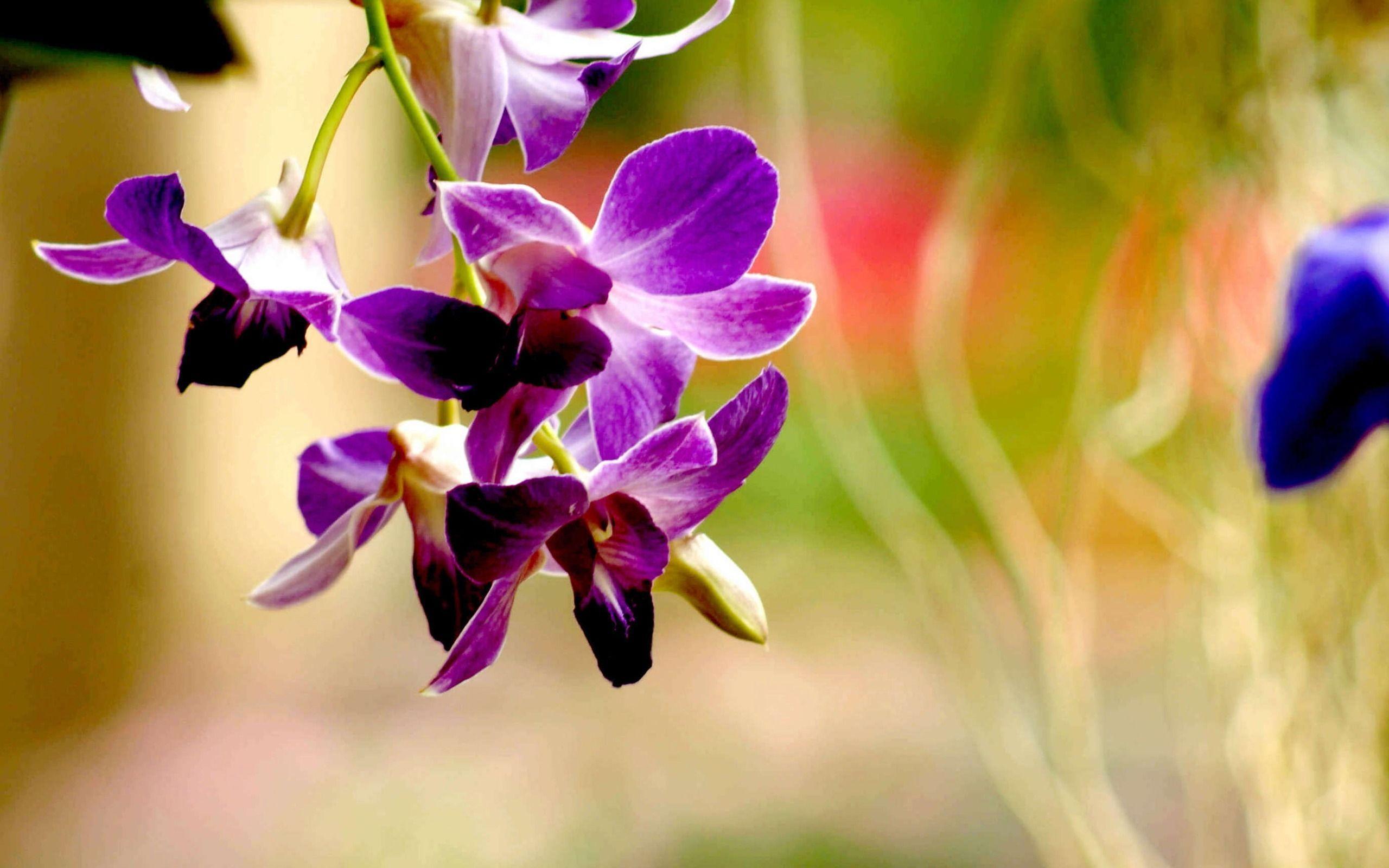 Purple Orchids Wallpapers