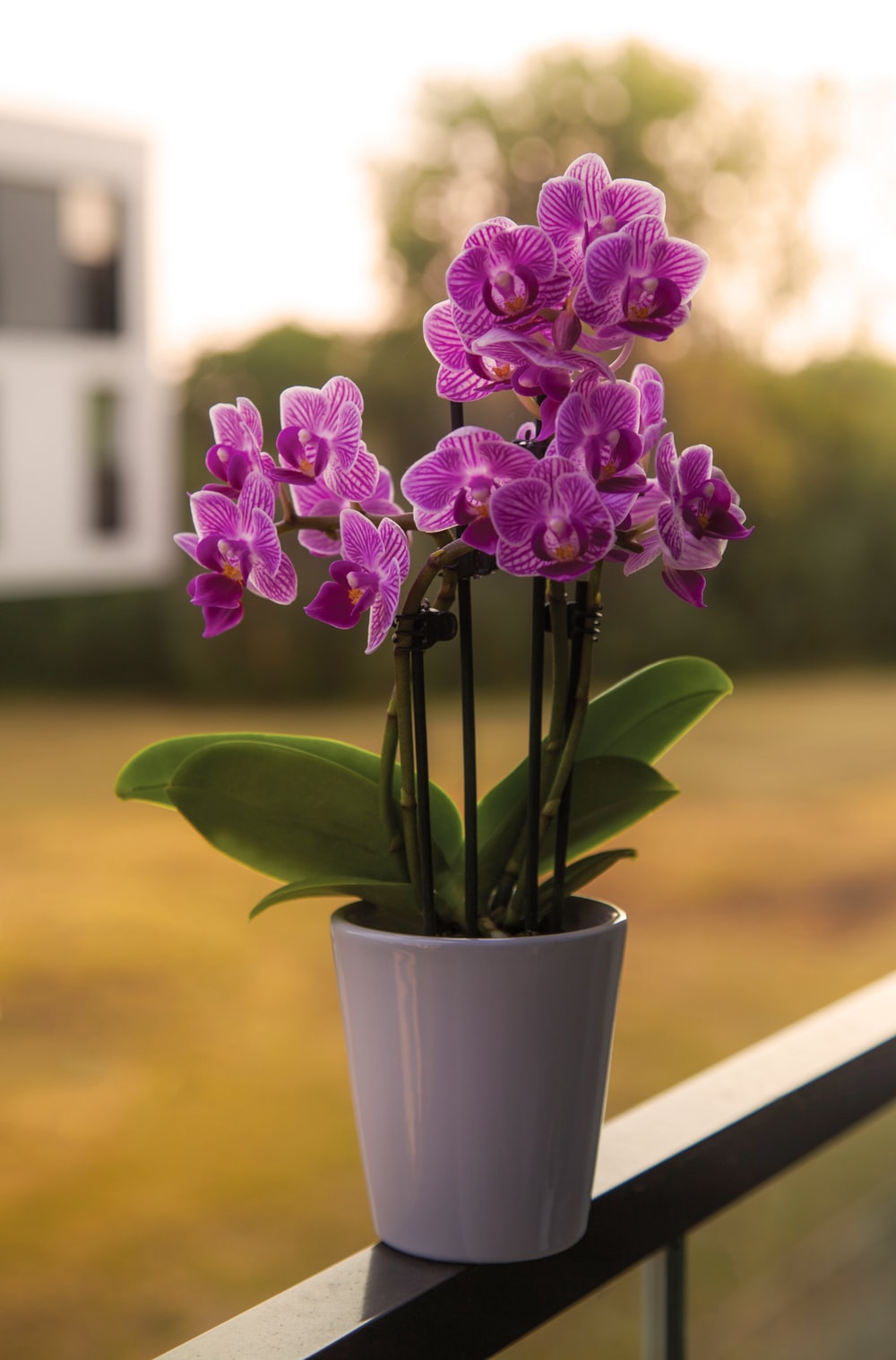 Purple Orchids Wallpapers