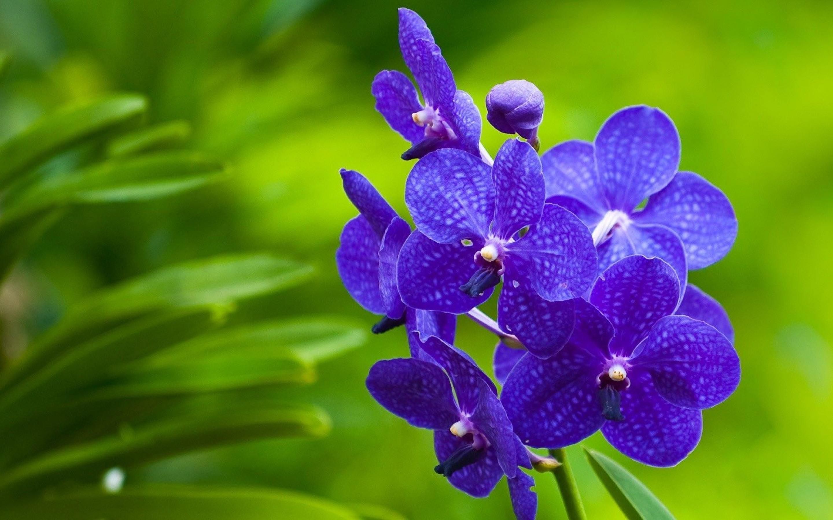 Purple Orchids Wallpapers