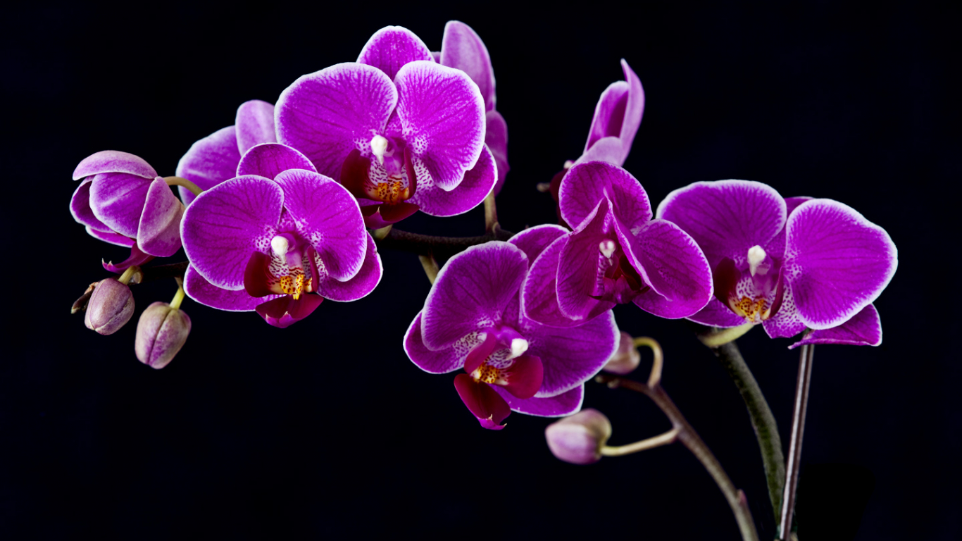 Purple Orchids Wallpapers