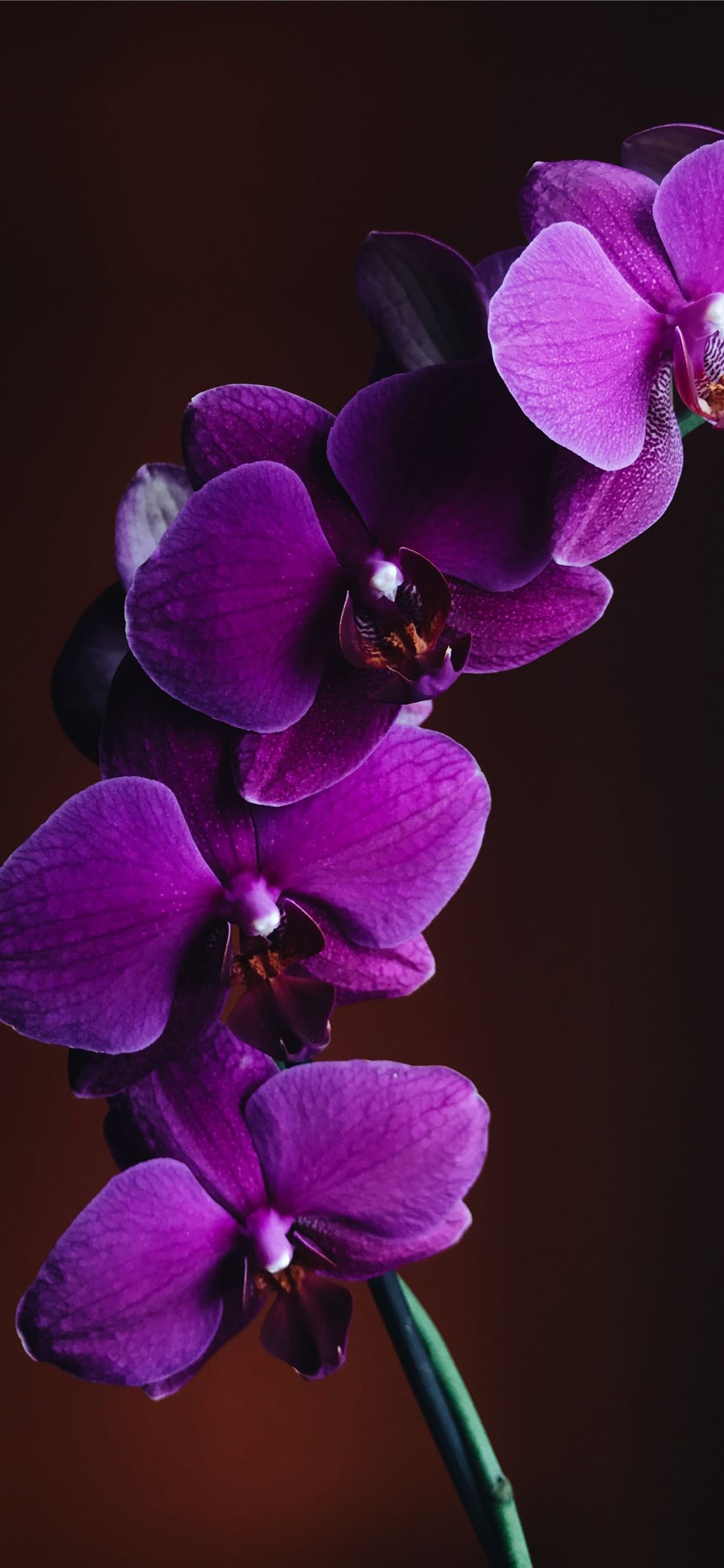 Purple Orchids Wallpapers