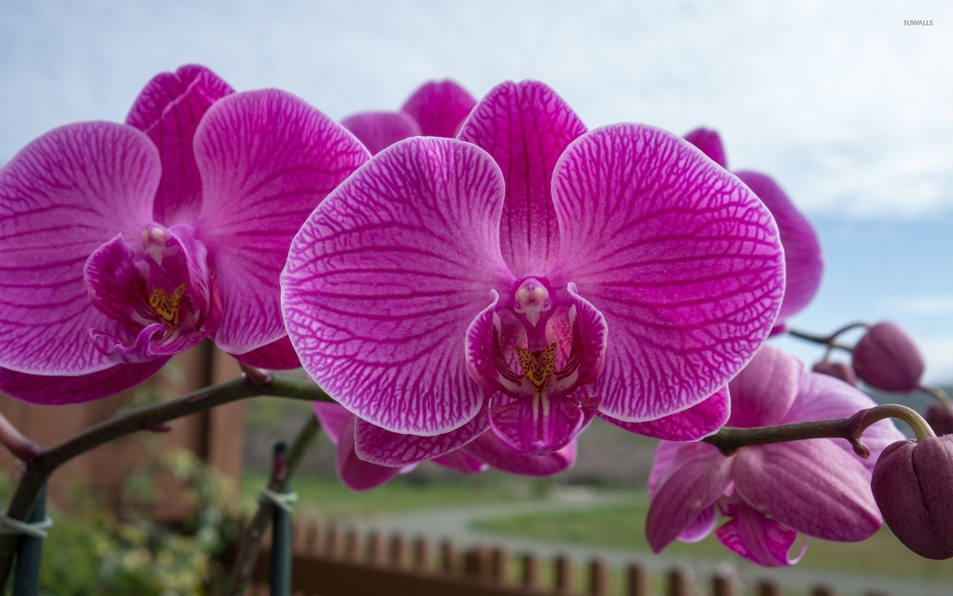 Purple Orchids Wallpapers