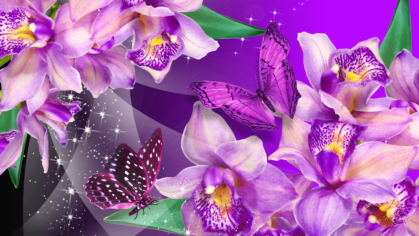 Purple Orchids Wallpapers