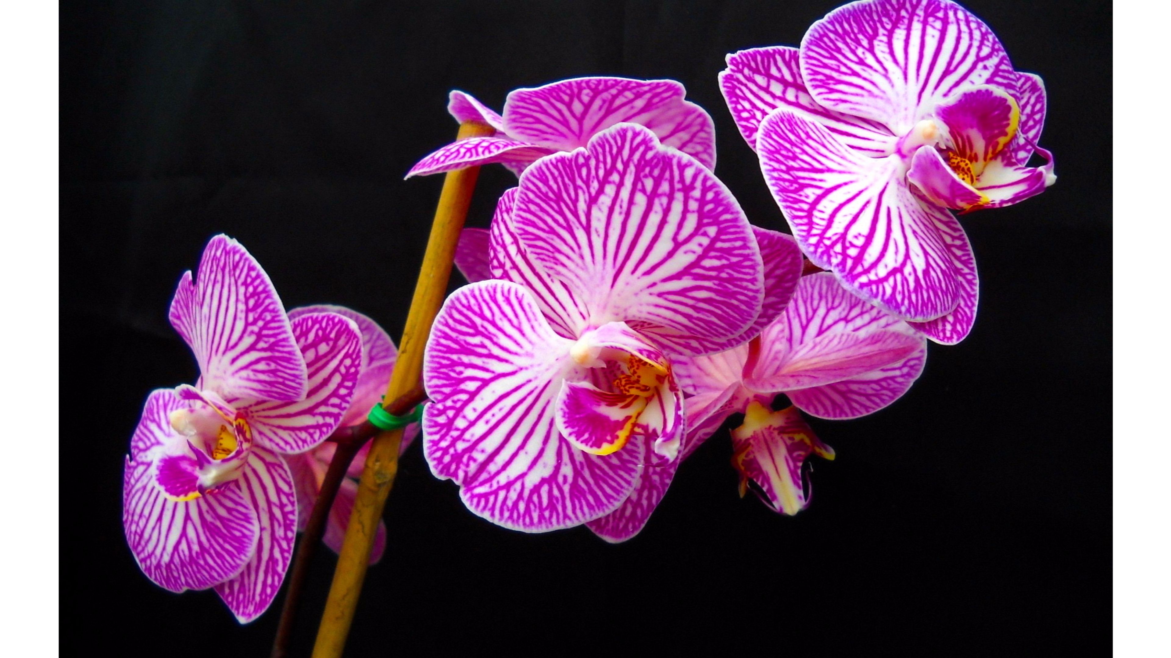 Purple Orchids Wallpapers