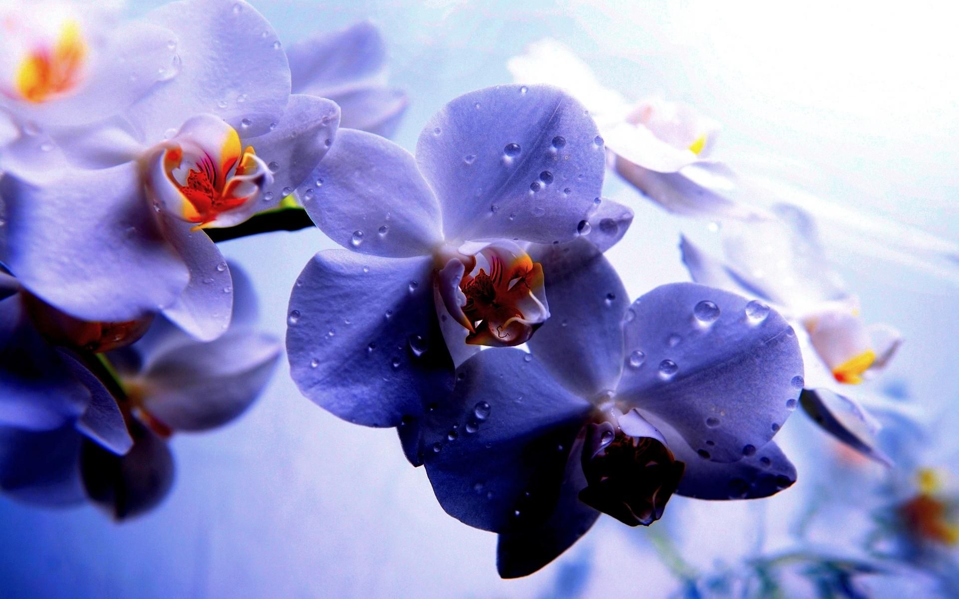 Purple Orchids Wallpapers