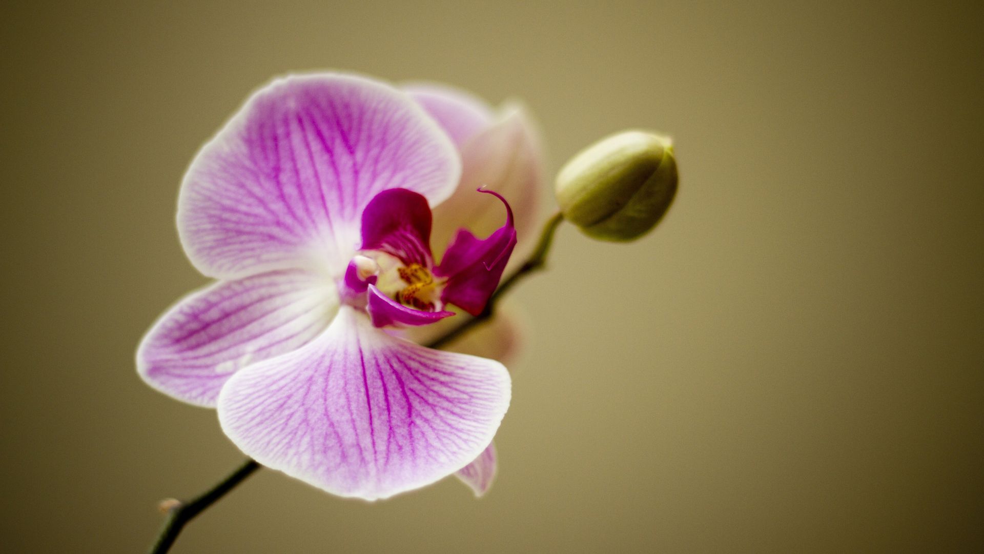 Purple Orchids Wallpapers