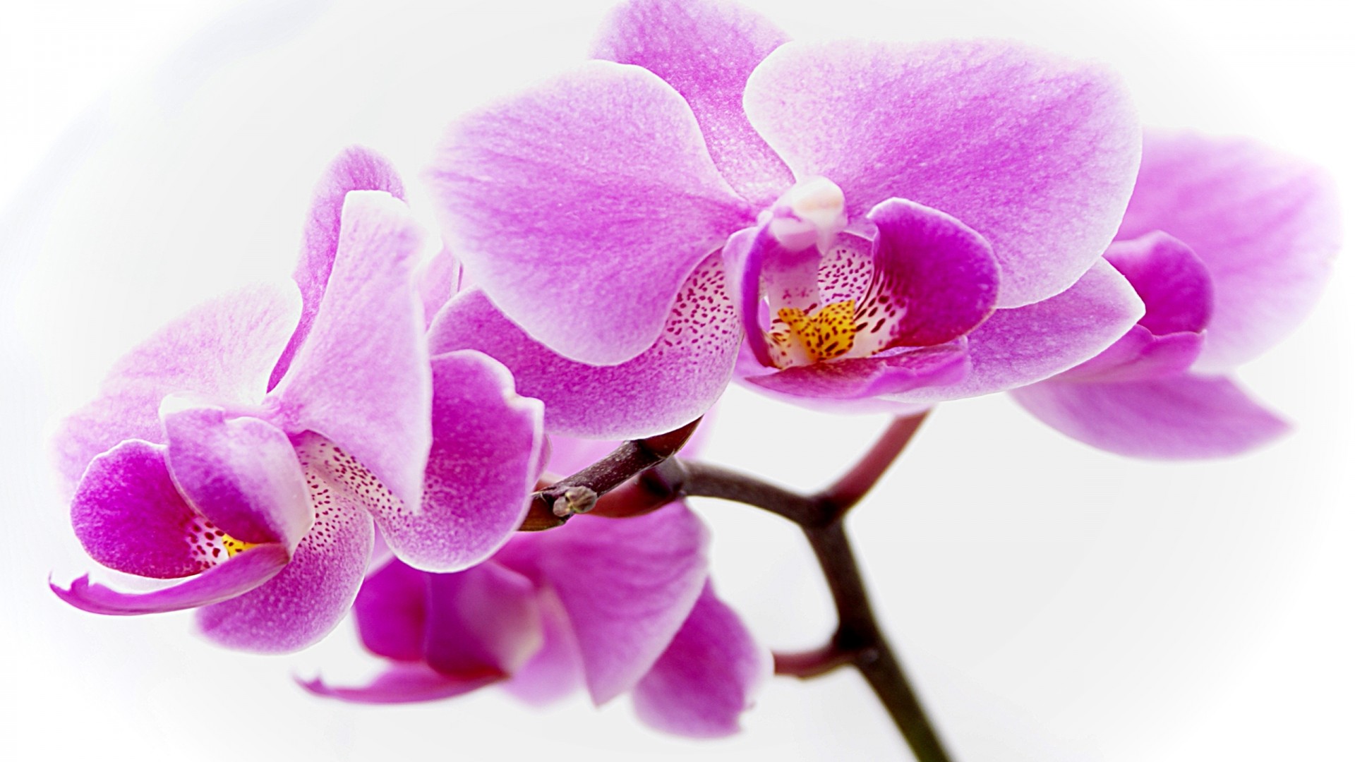 Purple Orchids Wallpapers