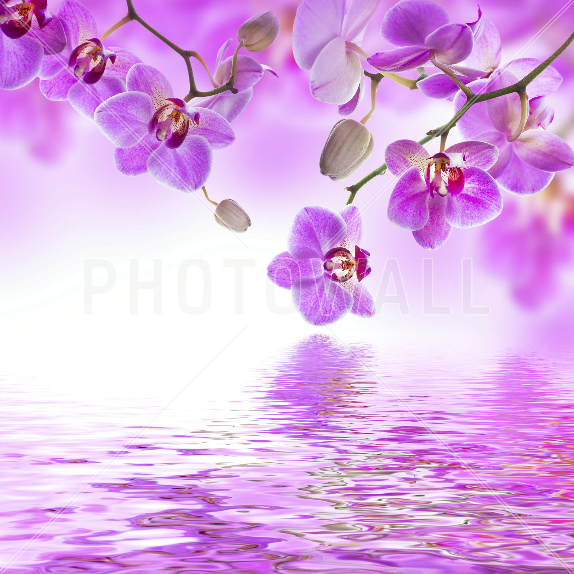 Purple Orchids Wallpapers