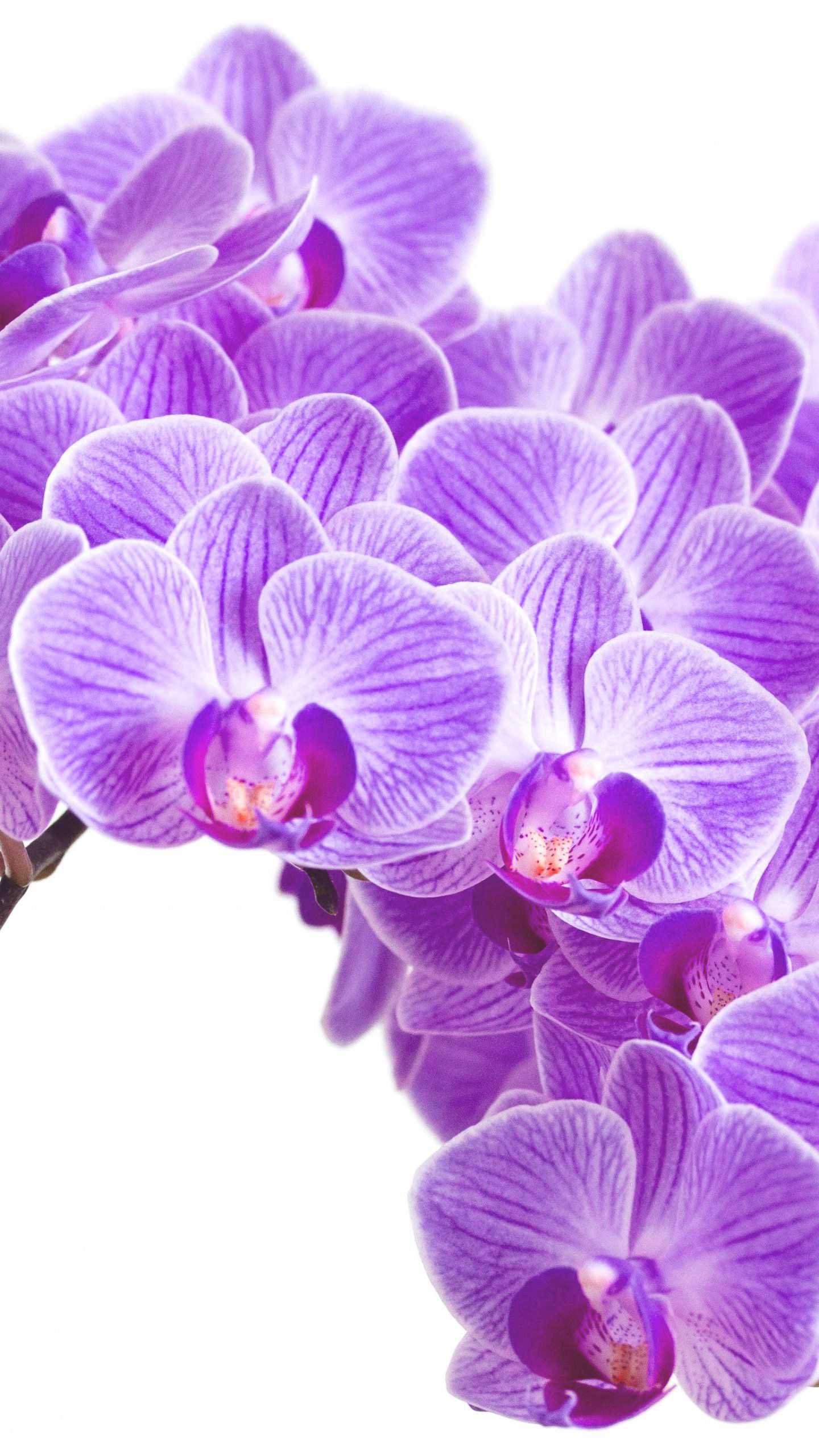 Purple Orchids Wallpapers