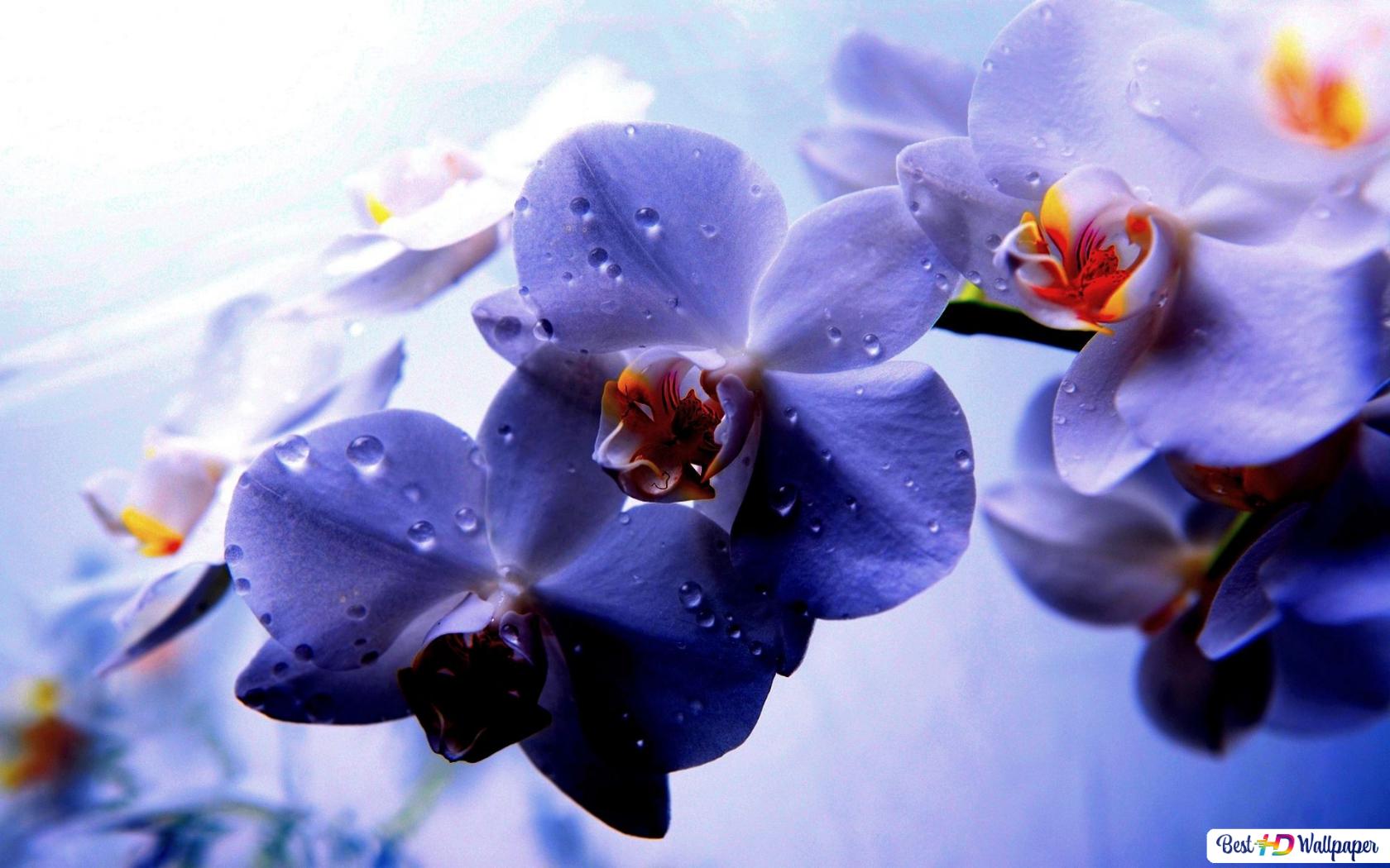 Purple Orchids Wallpapers