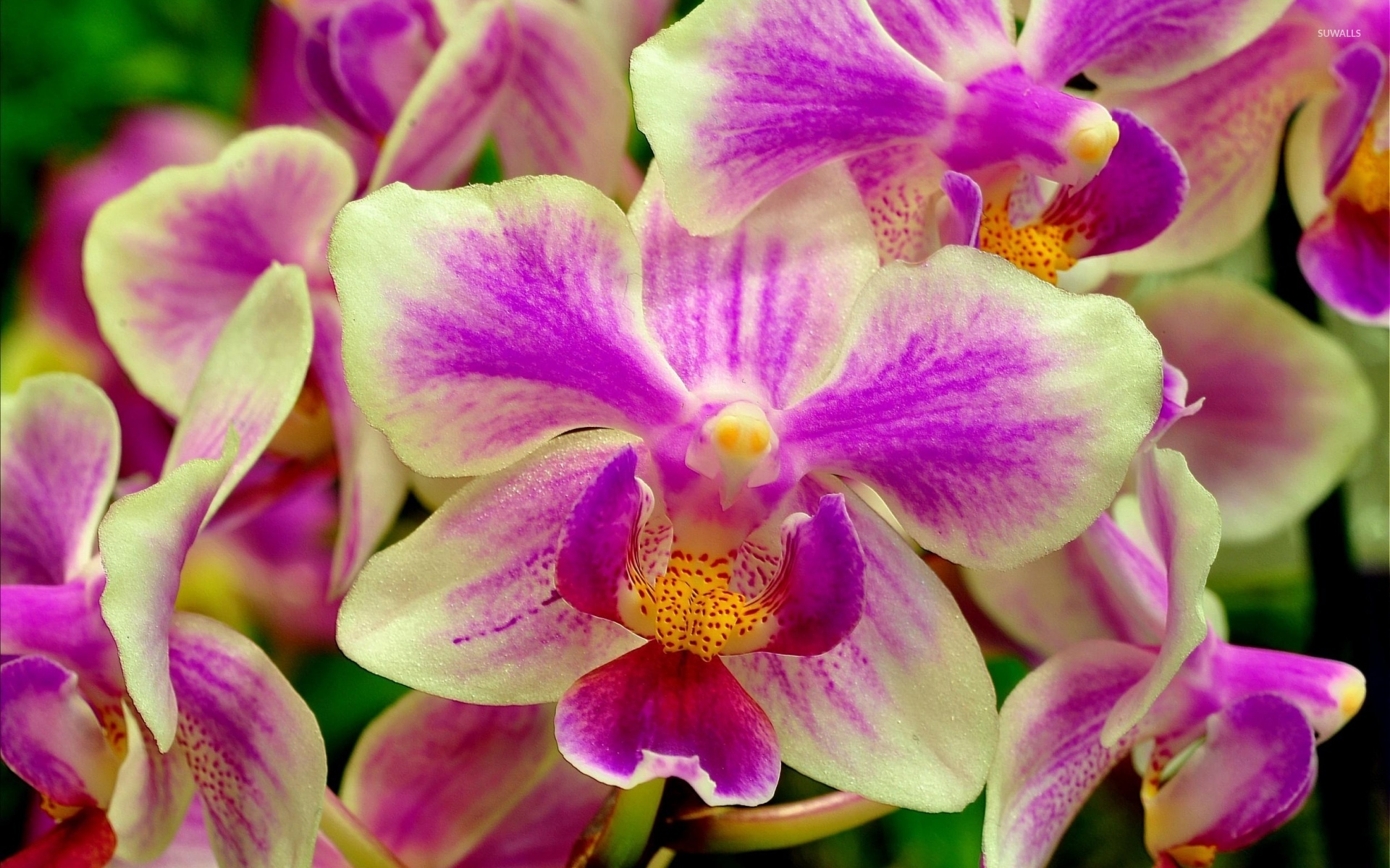 Purple Orchids Wallpapers